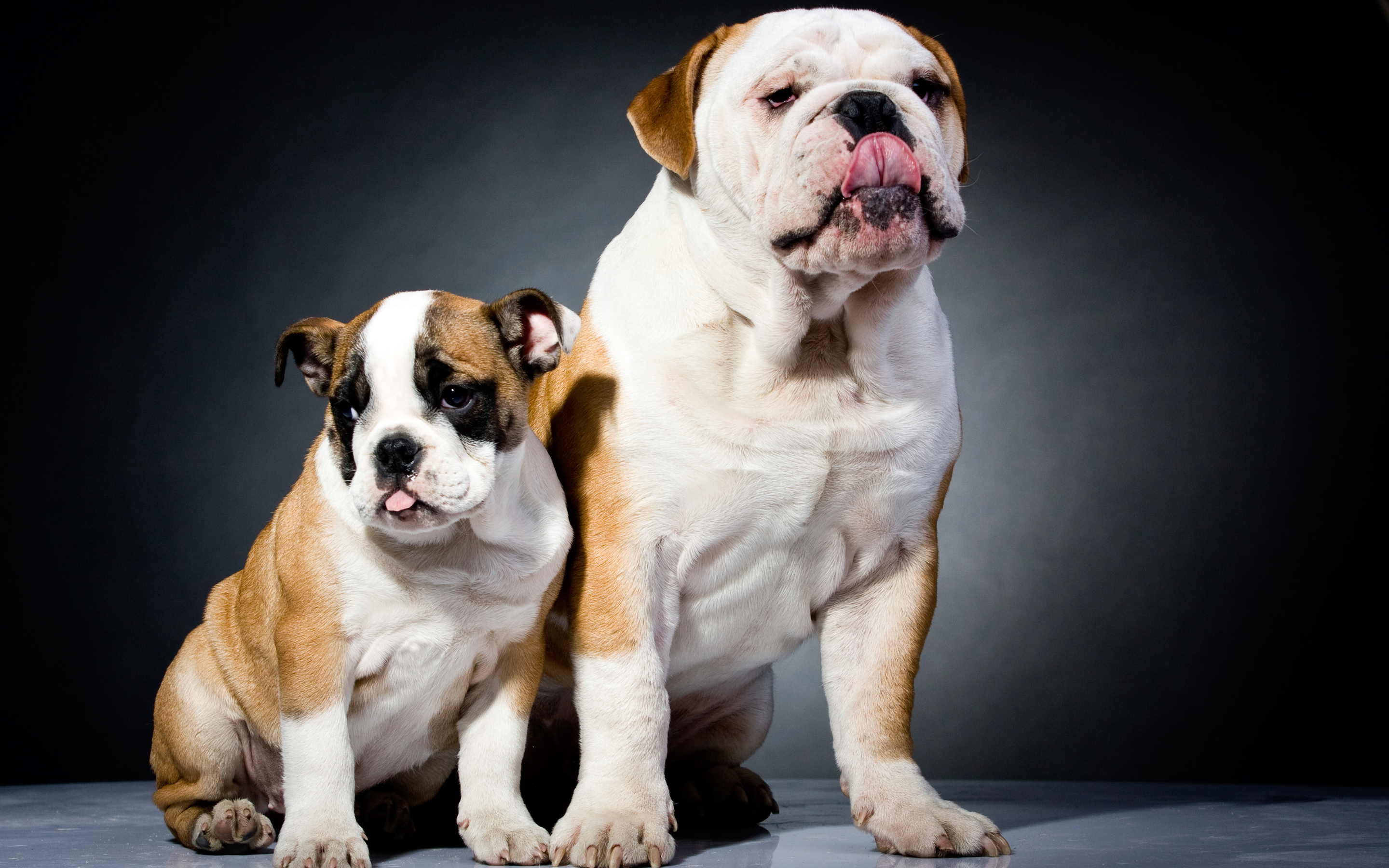 Free download wallpaper Bulldog, Dogs, Animal on your PC desktop