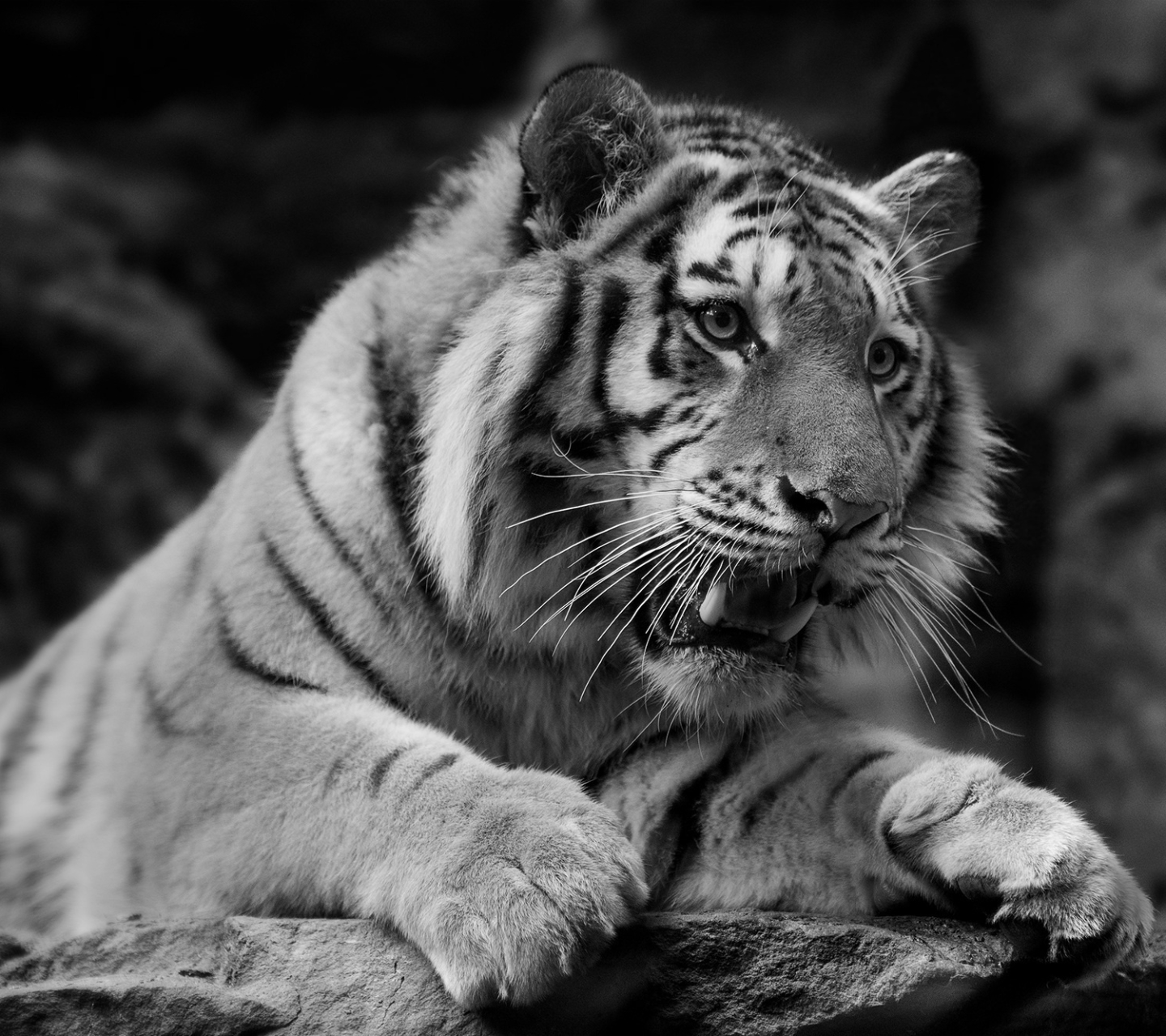 Download mobile wallpaper Cats, Tiger, Animal, Black & White for free.