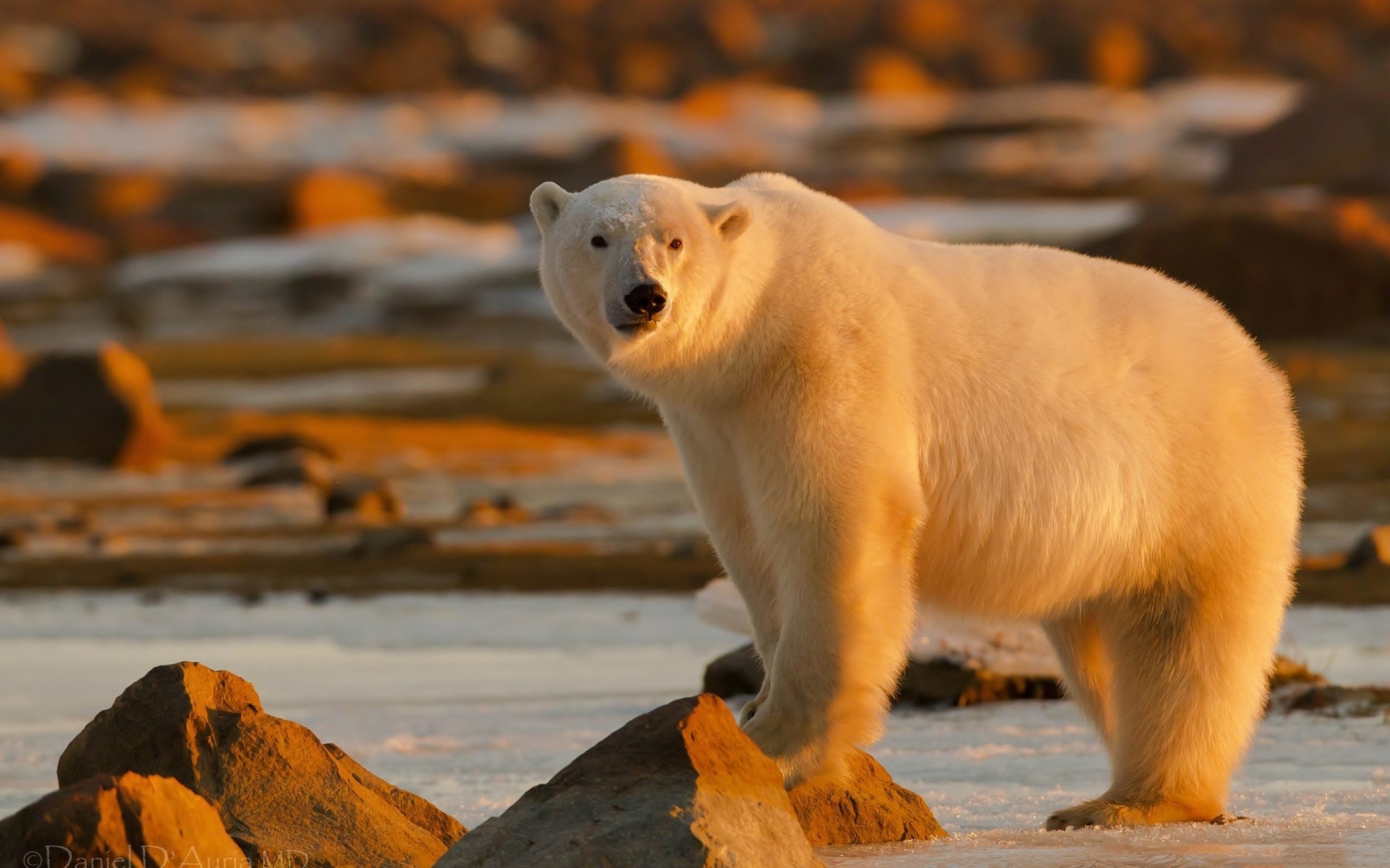 Download mobile wallpaper Bears, Polar Bear, Bear, Animal for free.
