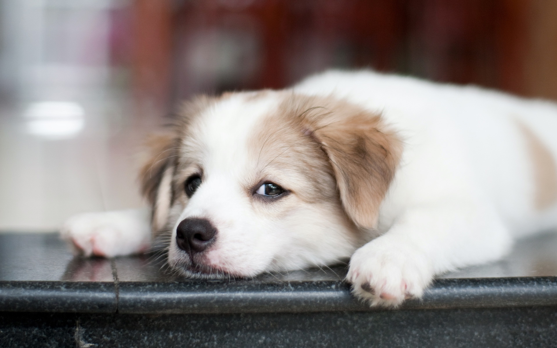 無料モバイル壁紙子犬, 犬, 動物をダウンロードします。