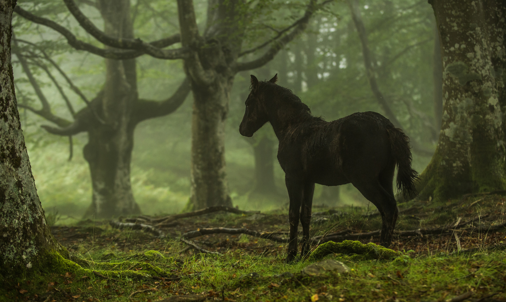 771995 descargar fondo de pantalla animales, caballo, bosque, poni: protectores de pantalla e imágenes gratis