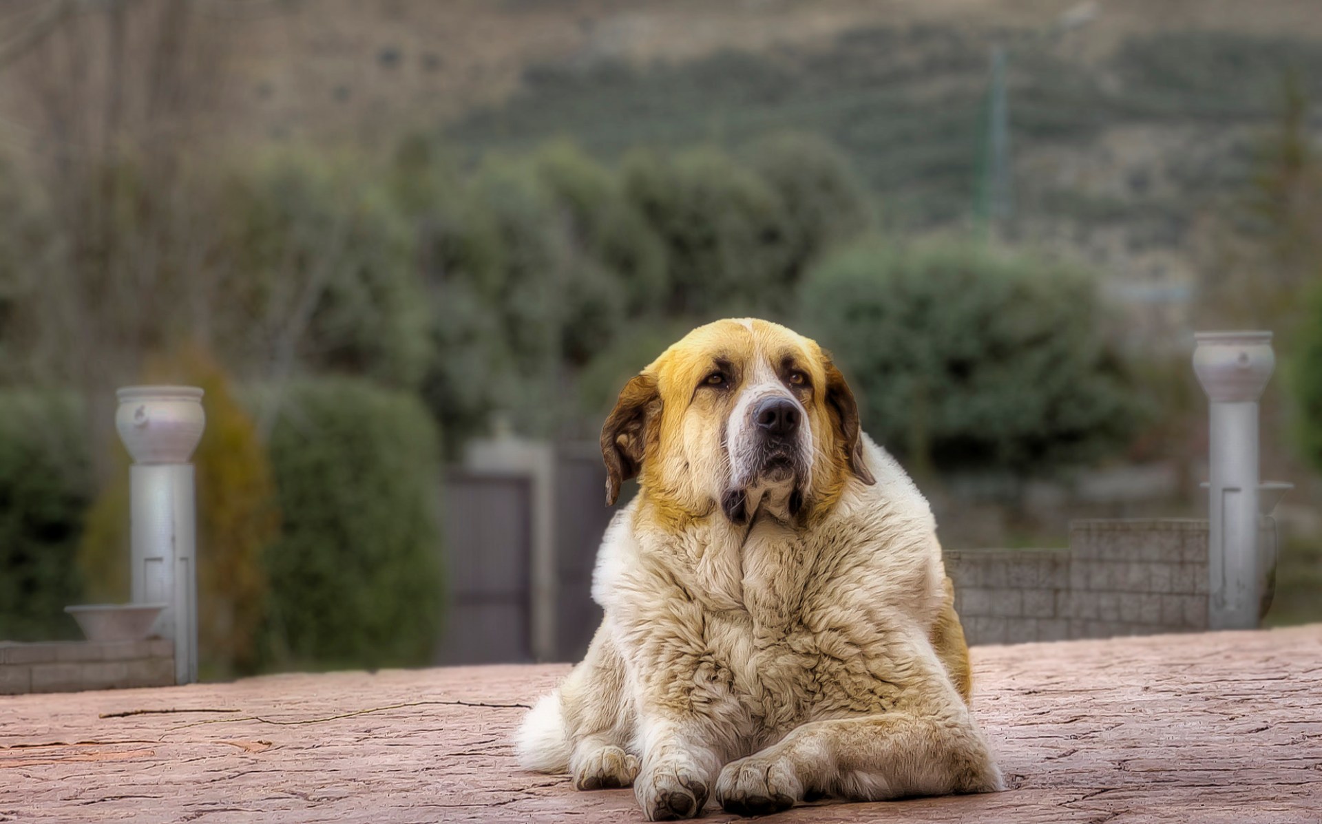 Descarga gratuita de fondo de pantalla para móvil de Animales, Perros, Perro, Bokeh.