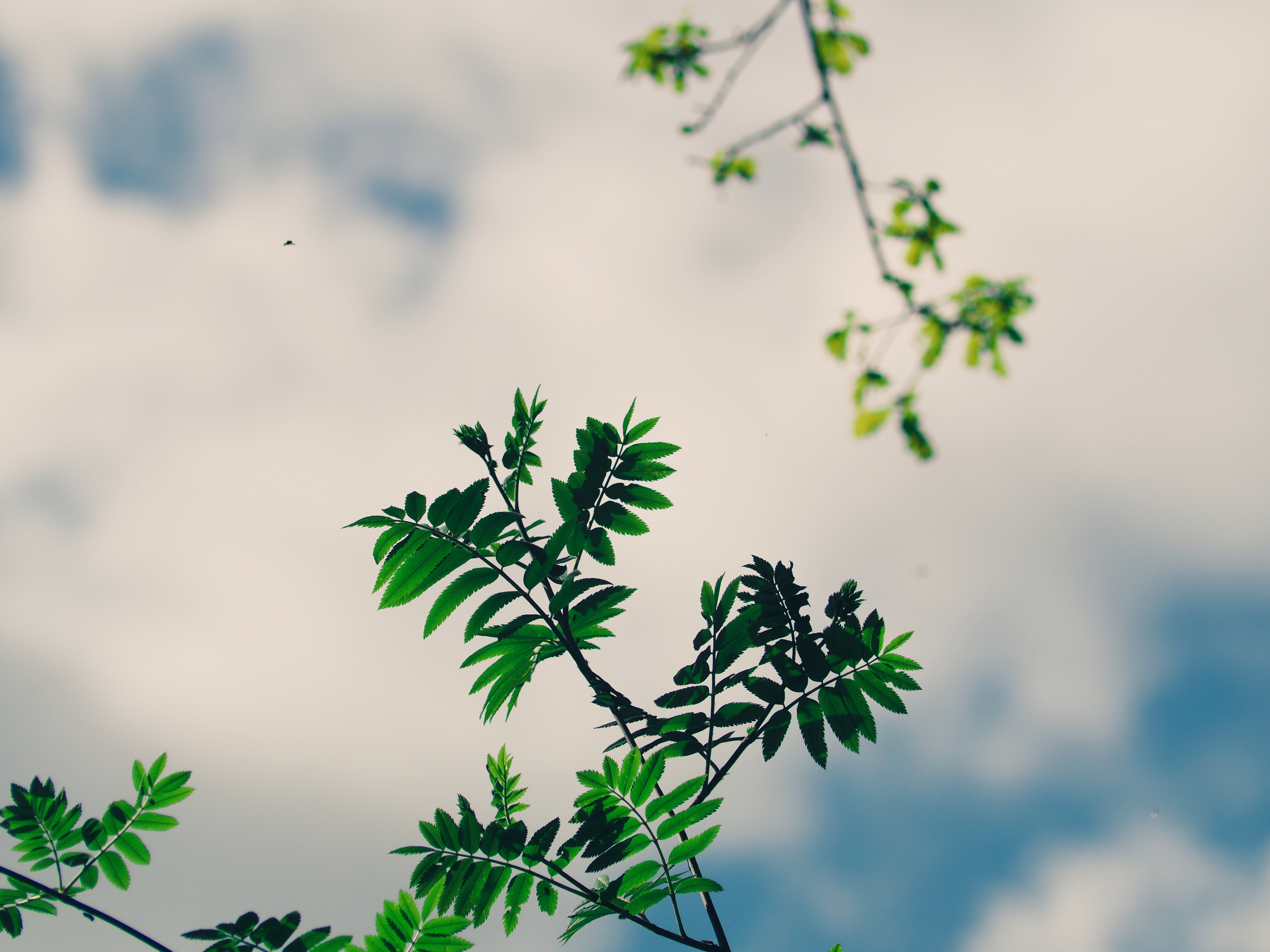 Скачать картинку Ветки, Небо, Природа, Зеленый, Растение, Листья в телефон бесплатно.