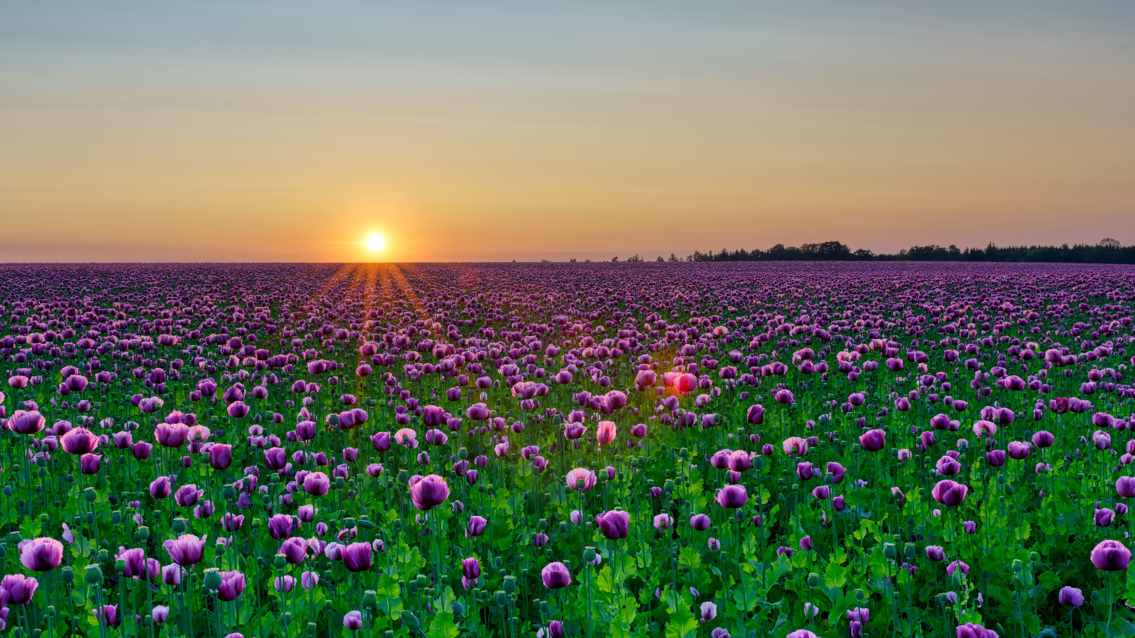 Free download wallpaper Flowers, Sunset, Sun, Summer, Flower, Earth, Field, Poppy, Purple Flower on your PC desktop