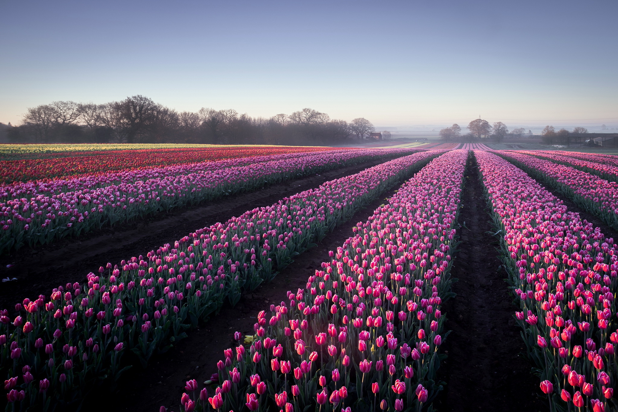 Free download wallpaper Landscape, Nature, Flowers, Flower, Earth, Field, Tulip, Pink Flower on your PC desktop