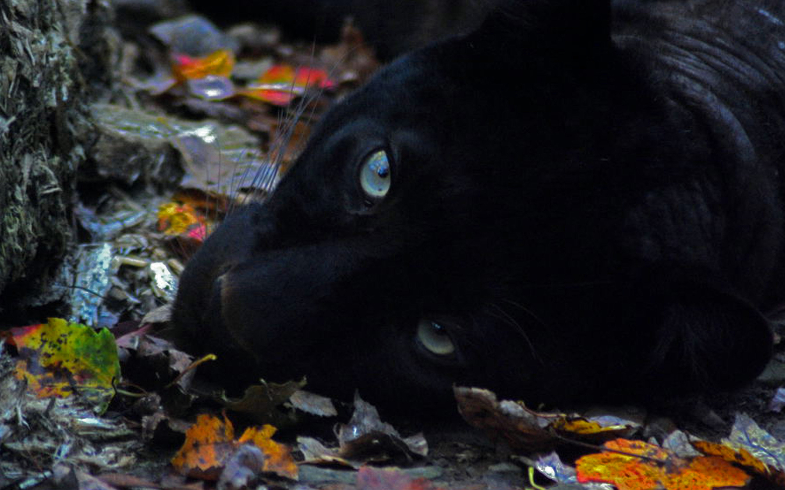 Завантажити шпалери безкоштовно Чорна Пантера, Коти, Тварина картинка на робочий стіл ПК