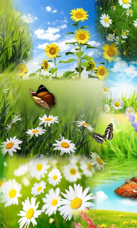 Handy-Wallpaper Schmetterlinge, Collage, Schmetterling, Frühling, Sonnenblume, Gänseblümchen, Gras, Gelbe Blume, Weiße Blume, Künstlerisch kostenlos herunterladen.