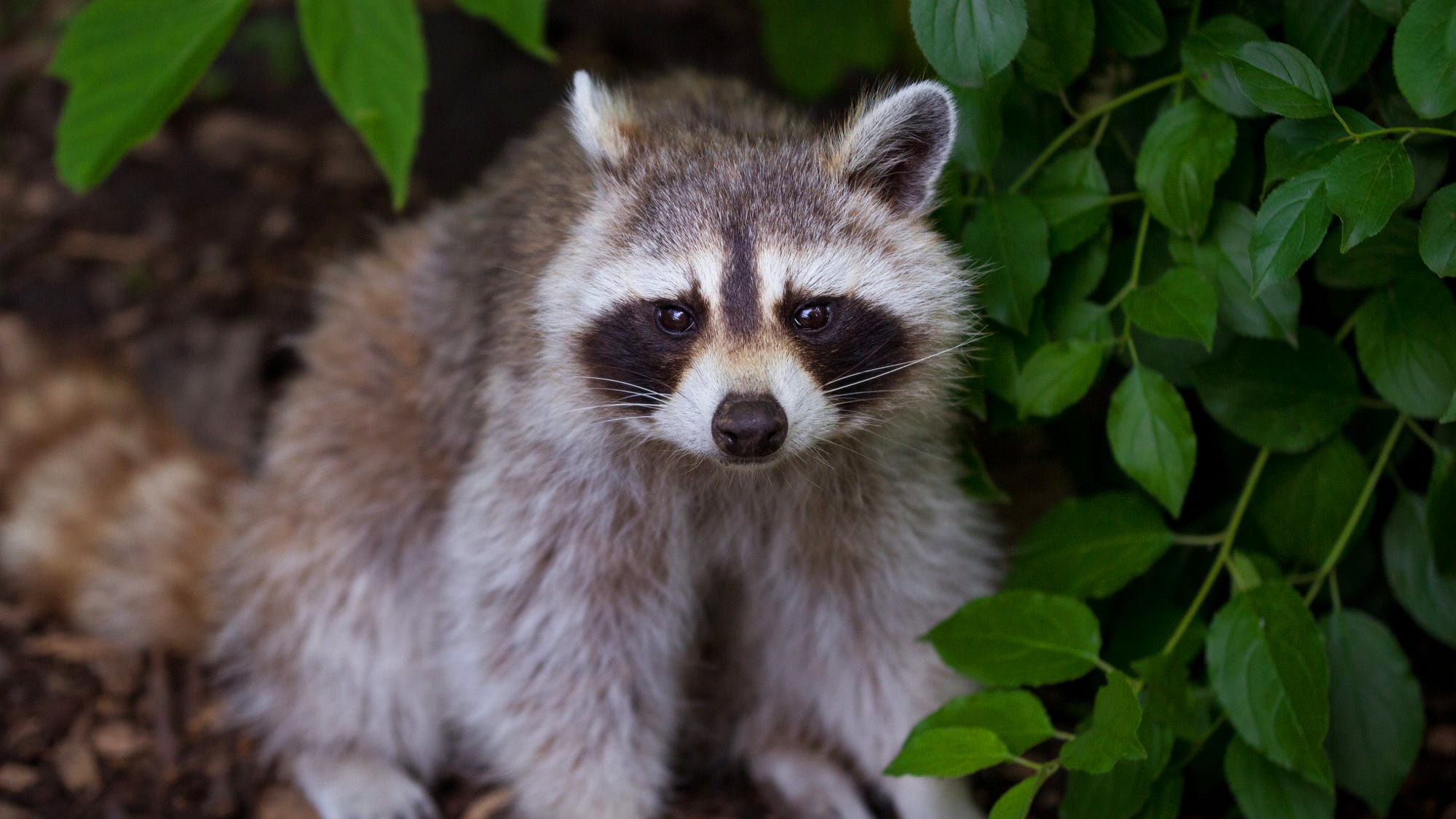 Free download wallpaper Animal, Raccoon on your PC desktop