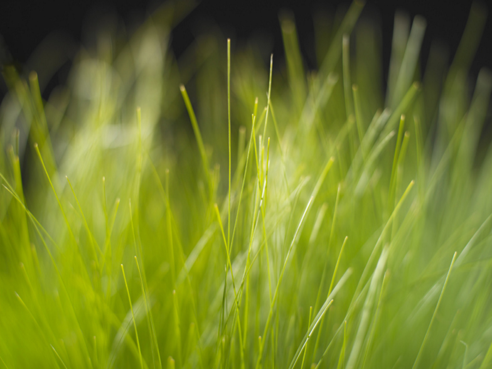 nature, grass, earth, blur, close up