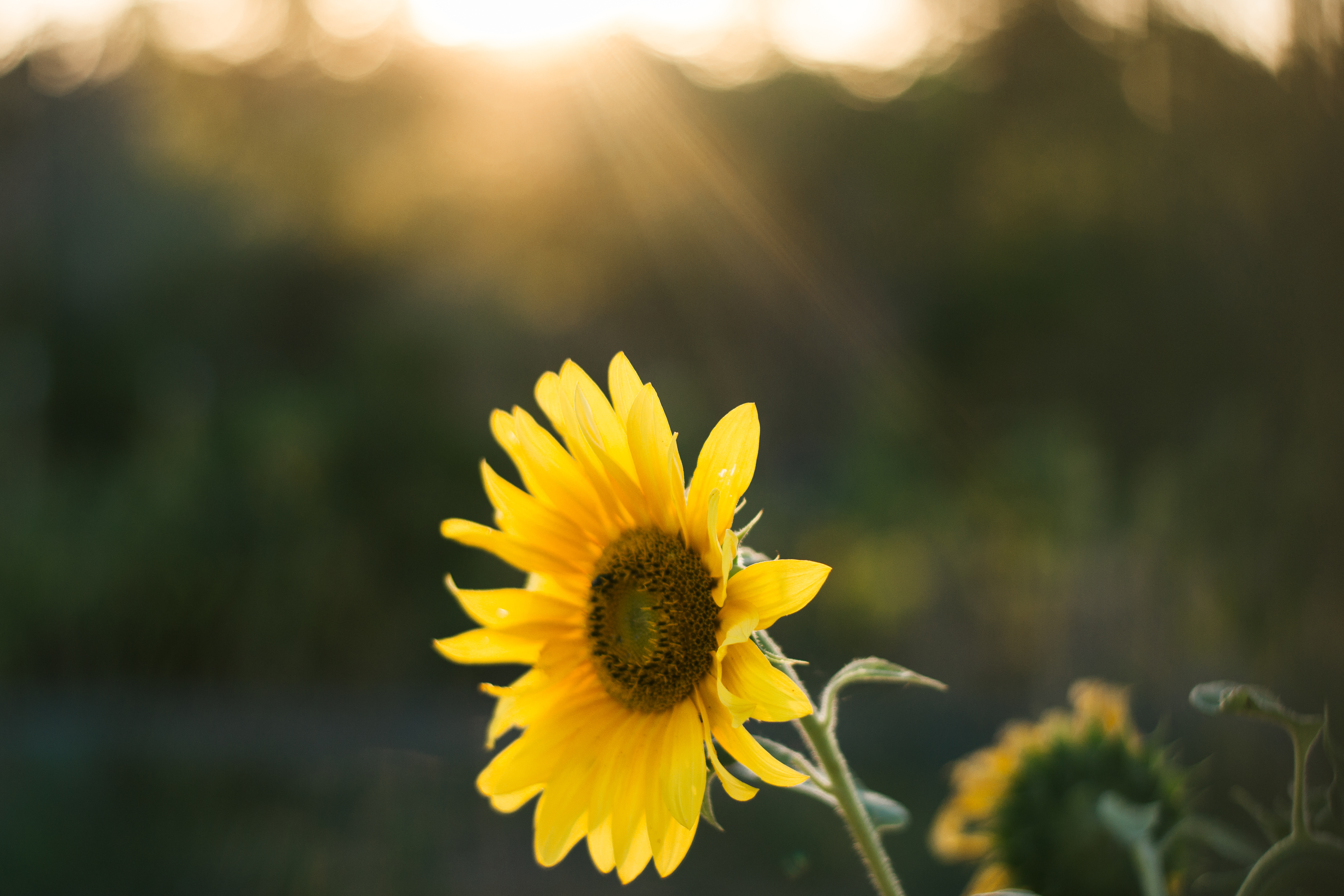 Free download wallpaper Nature, Flowers, Flower, Earth, Bokeh, Sunflower, Yellow Flower, Sunbeam on your PC desktop