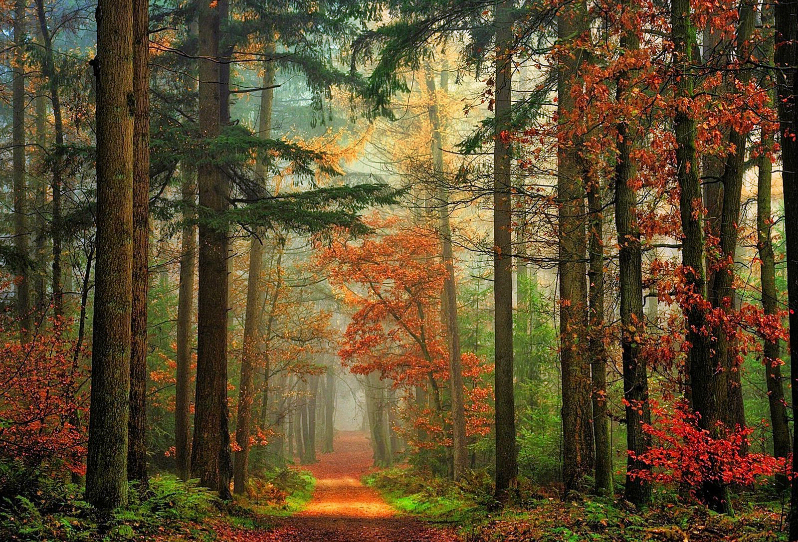 Download mobile wallpaper Forest, Tree, Fall, Earth, Path, Redwood for free.