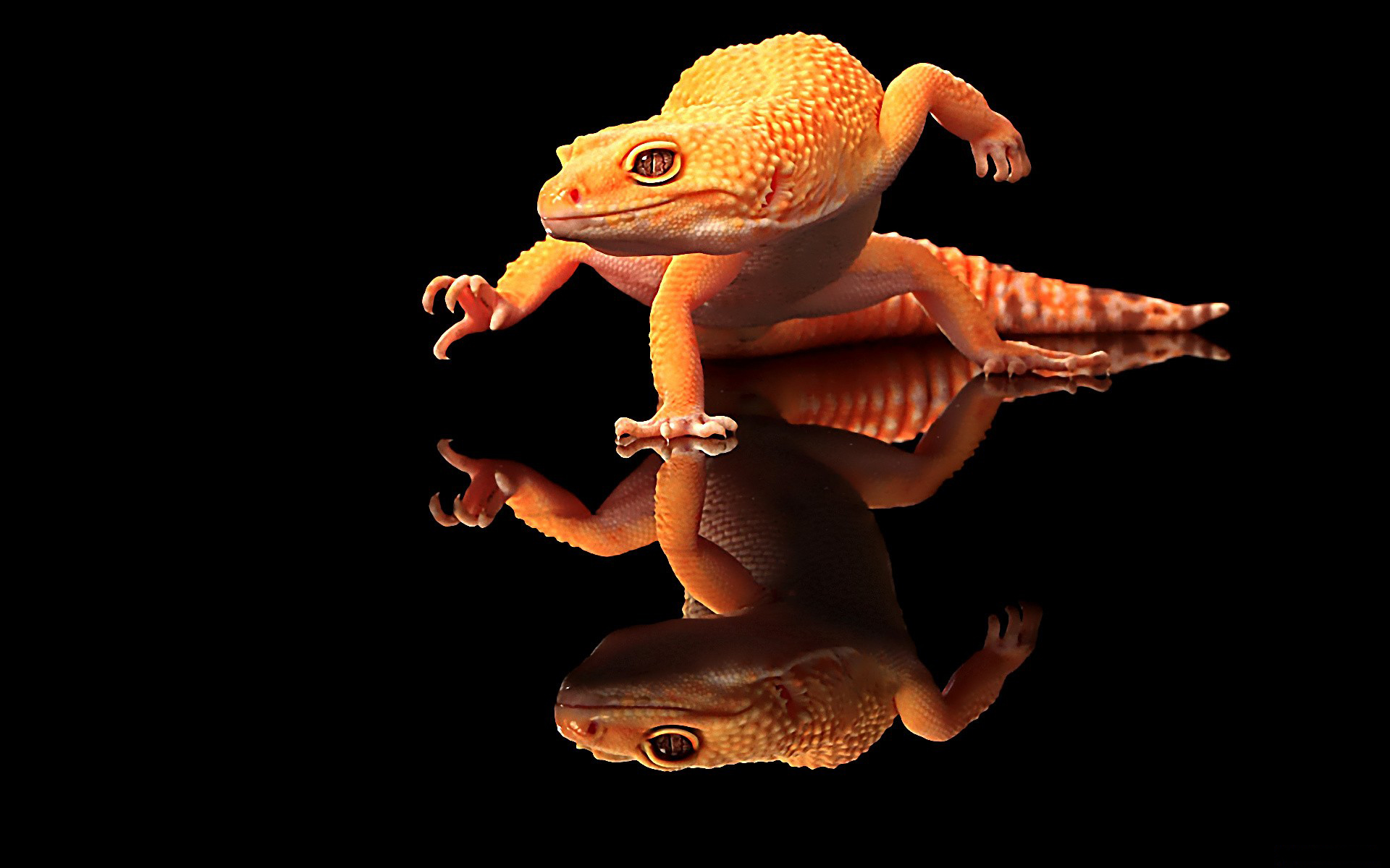 300854 télécharger le fond d'écran animaux, gecko, reptiles - économiseurs d'écran et images gratuitement