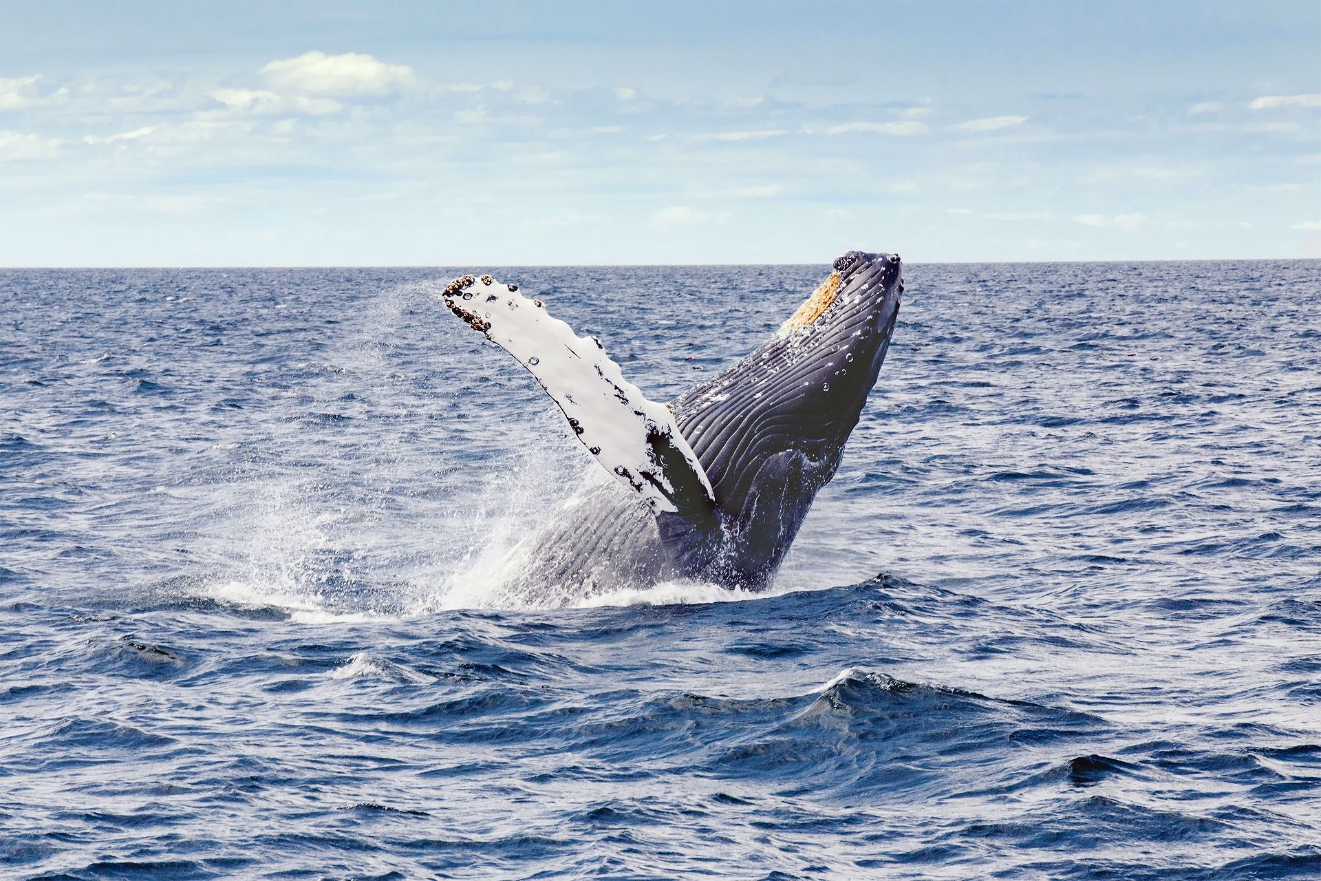 904362 télécharger le fond d'écran animaux, baleine, violation, océan, vie marine - économiseurs d'écran et images gratuitement