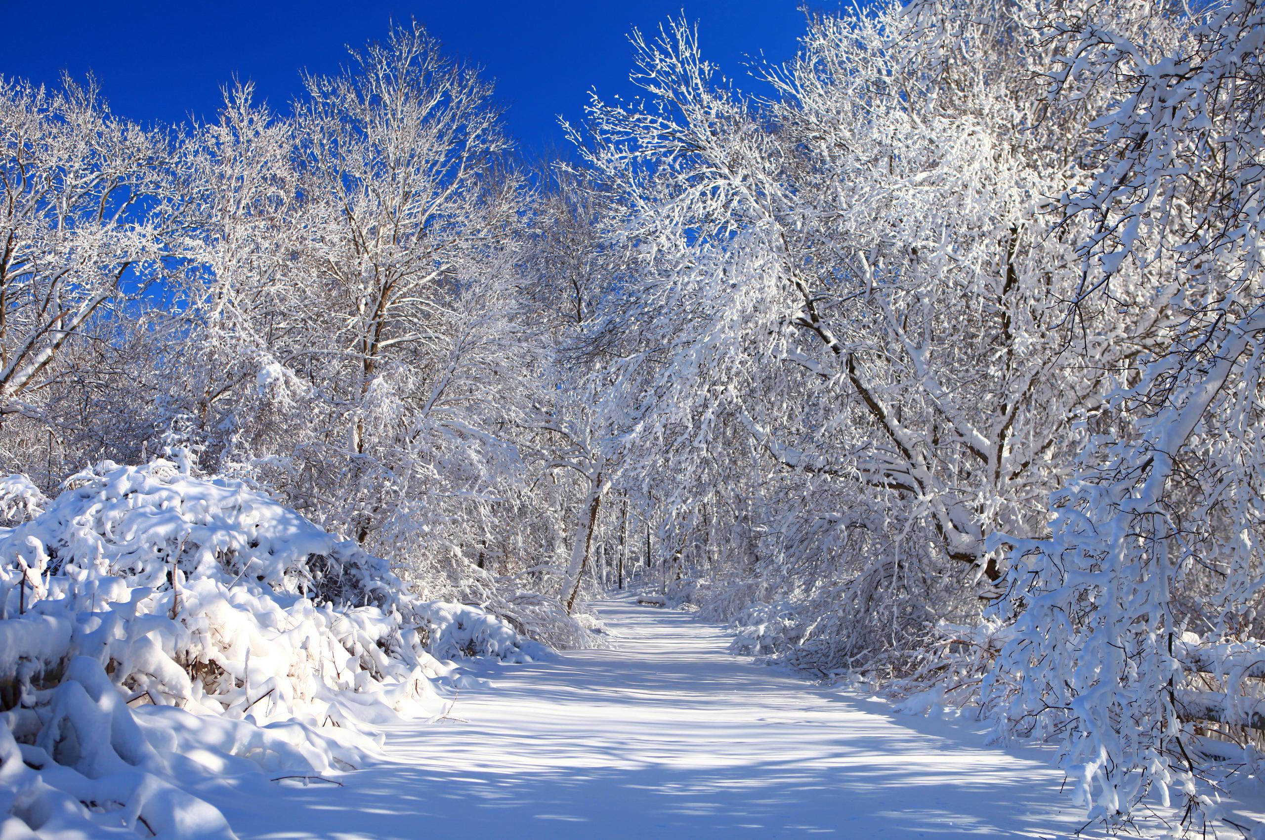 Download mobile wallpaper Winter, Snow, Tree, Earth for free.