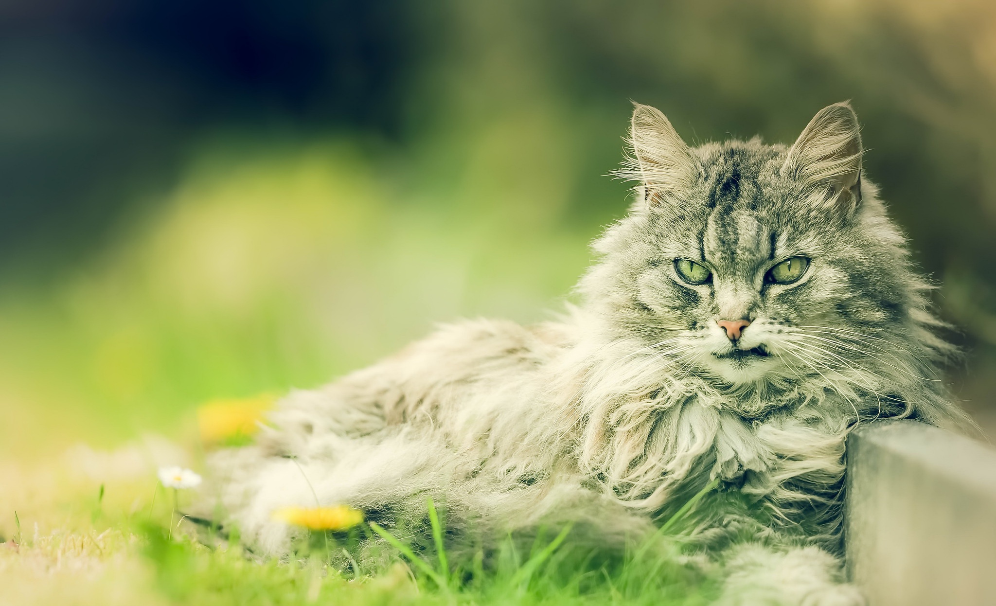 Free download wallpaper Cat, Cats, Animal on your PC desktop