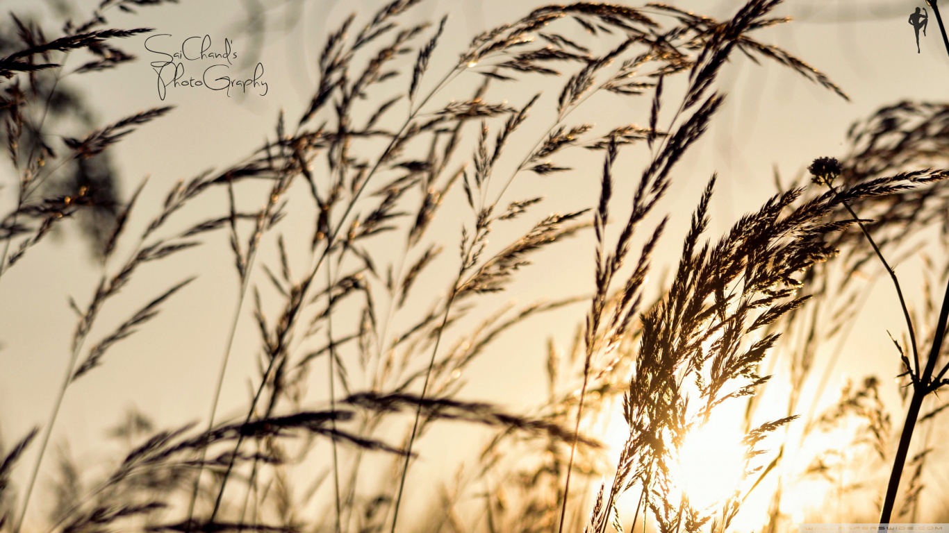 Handy-Wallpaper Natur, Sommer, Feld, Gras, Sonne, Erde/natur kostenlos herunterladen.