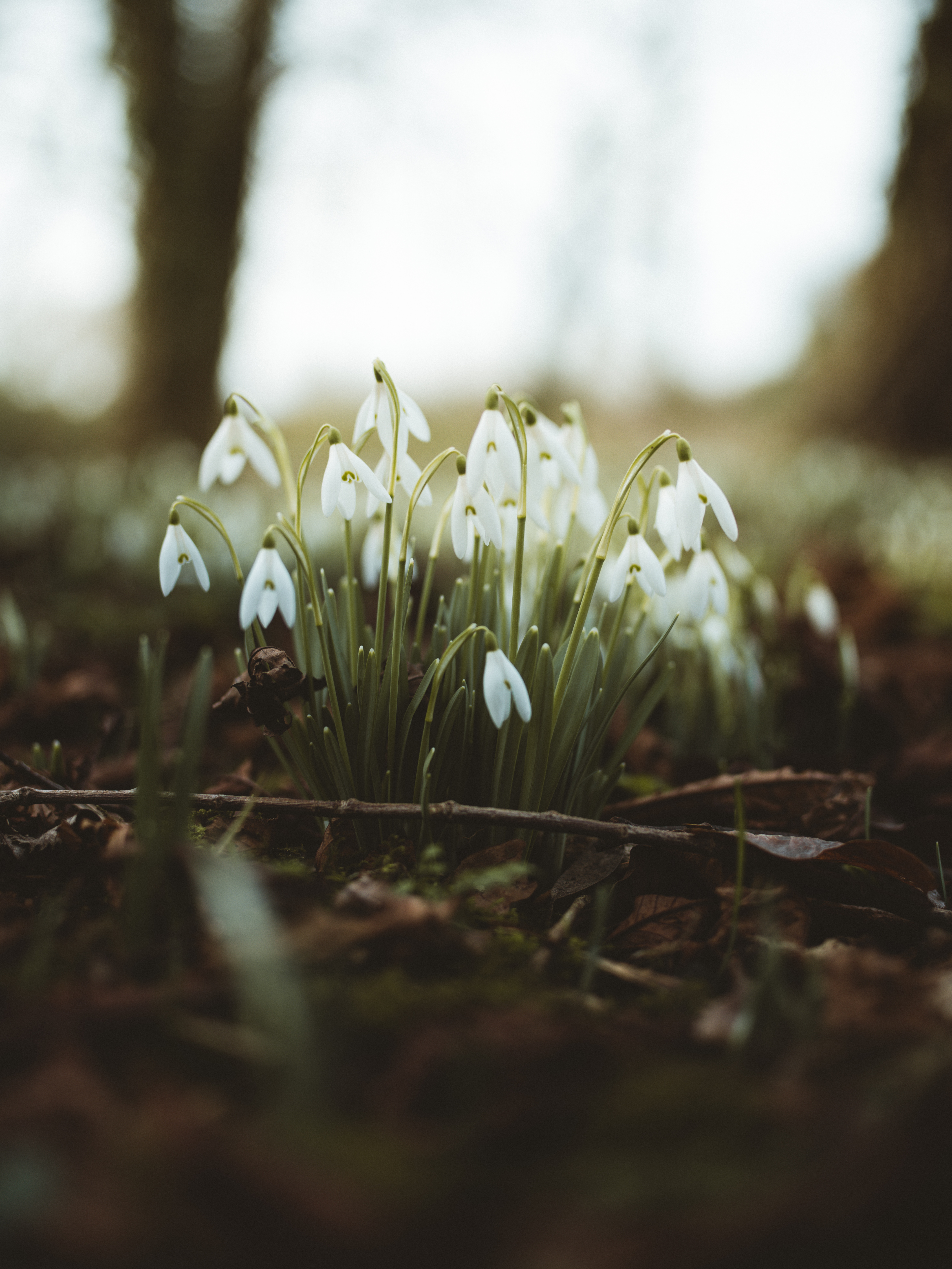 1920 x 1080 picture snowdrops, macro, flowering, bloom, flowers, blur, smooth, foliage