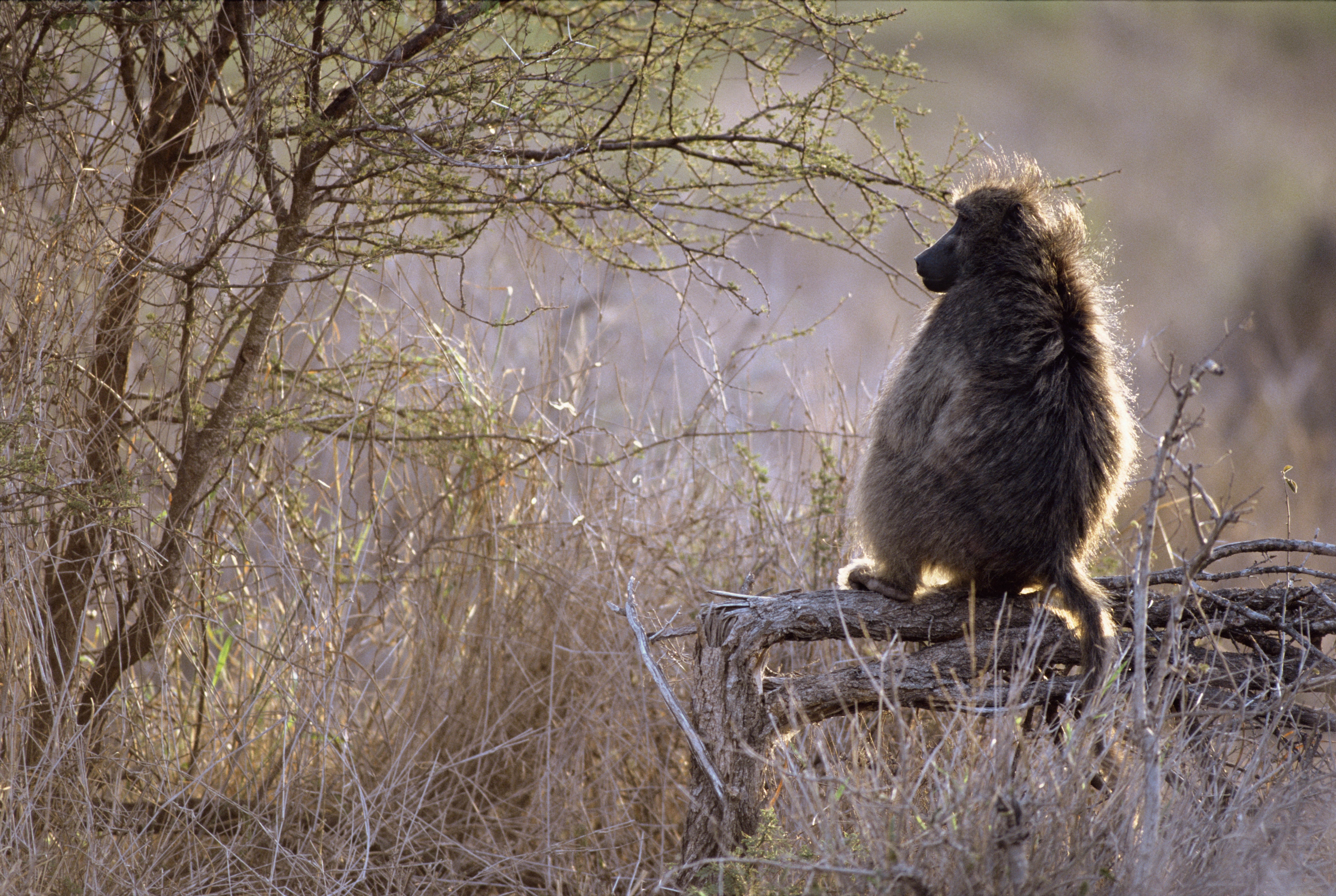 Descarga gratuita de fondo de pantalla para móvil de Rama, África, Un Mono, Animales, Mono.