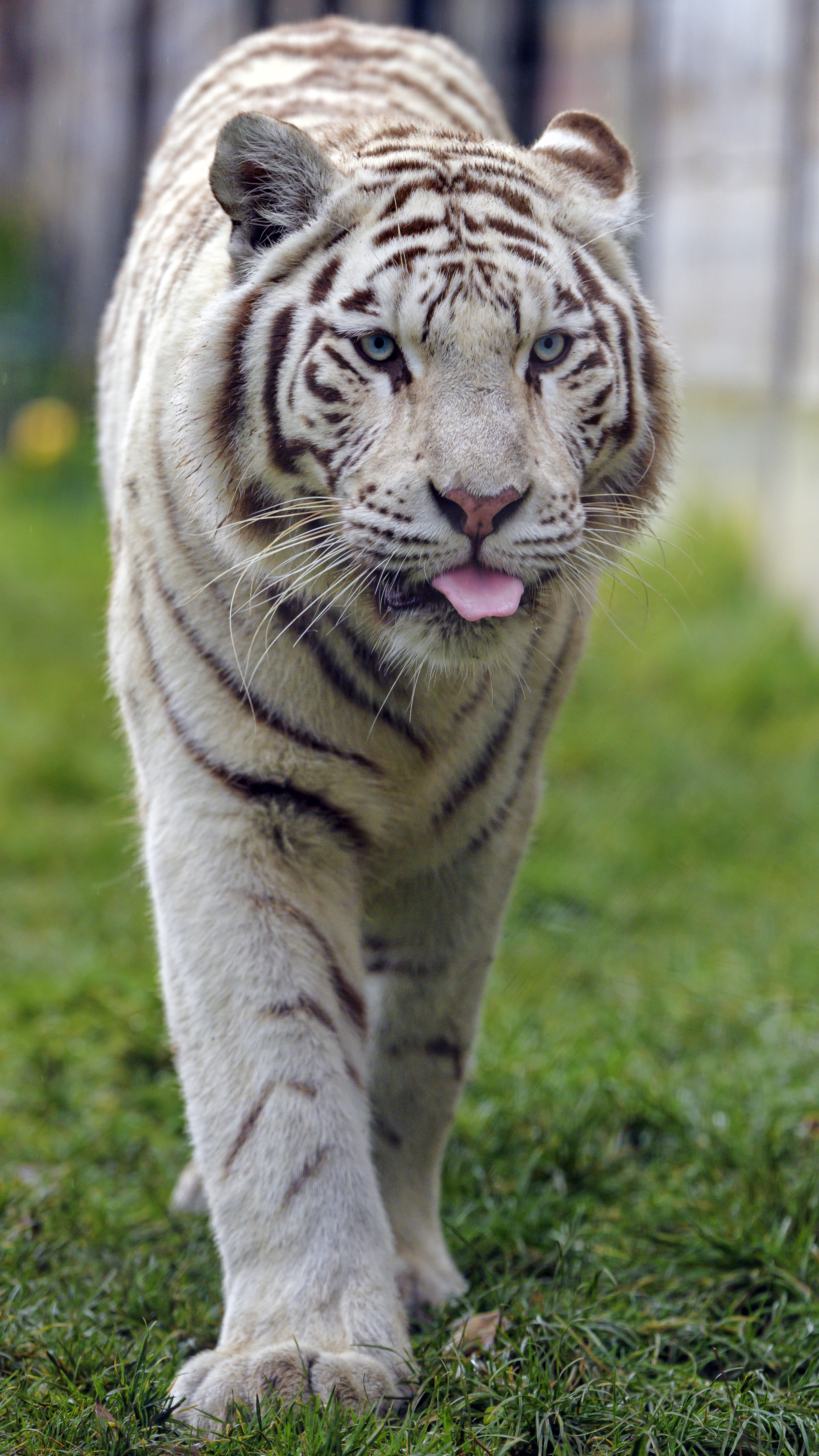 80139 скачать картинку белый тигр, большая кошка, высунутый язык, тигр, животные, животное - обои и заставки бесплатно