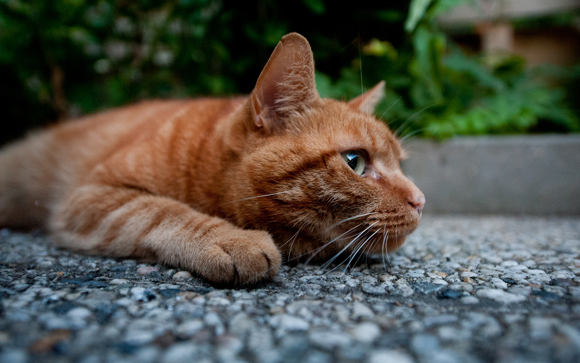 Baixar papel de parede para celular de Animais, Gatos, Gato gratuito.