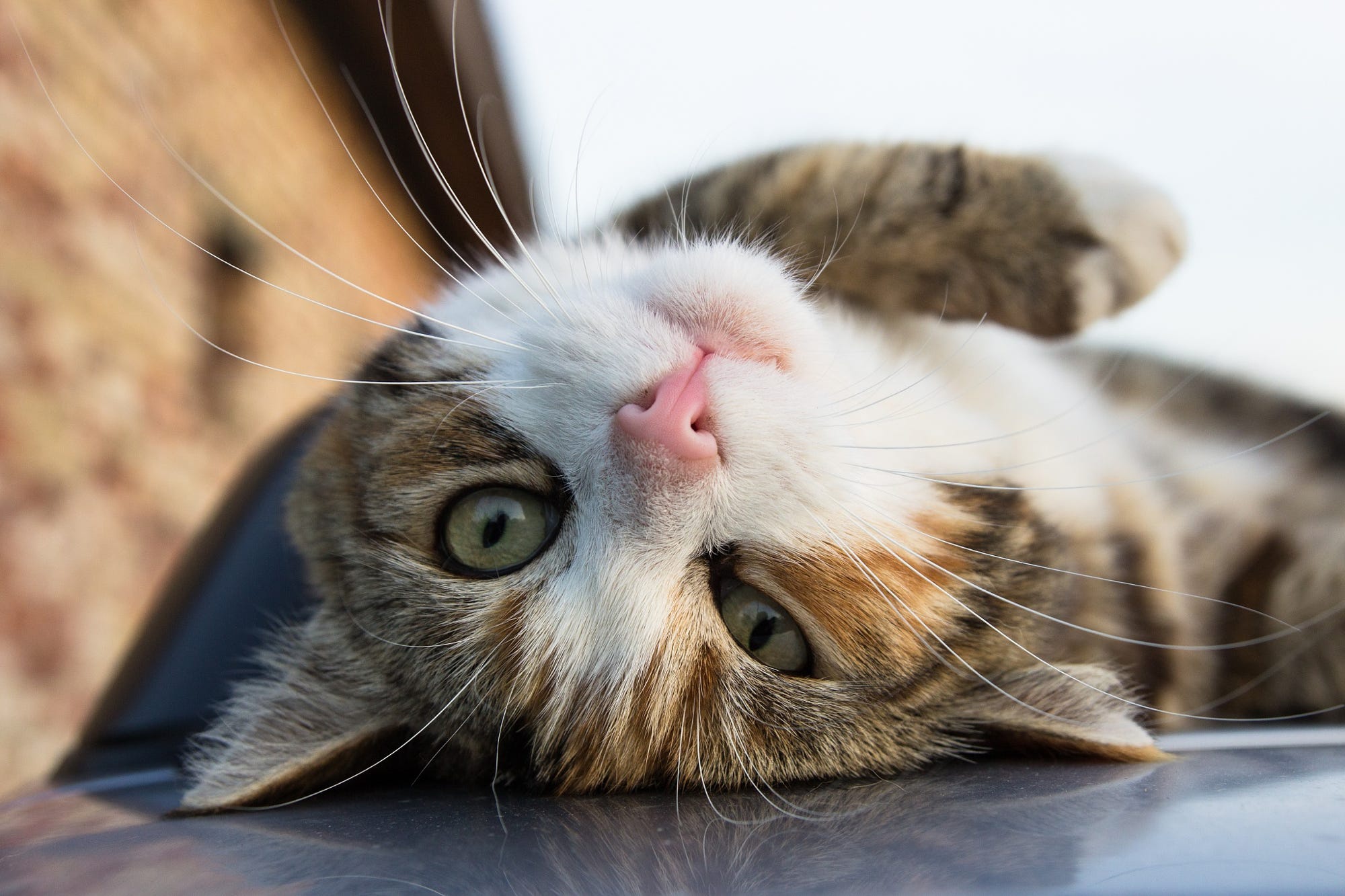 Завантажити шпалери безкоштовно Кішка, Тварина, Коти, Відпочиває картинка на робочий стіл ПК