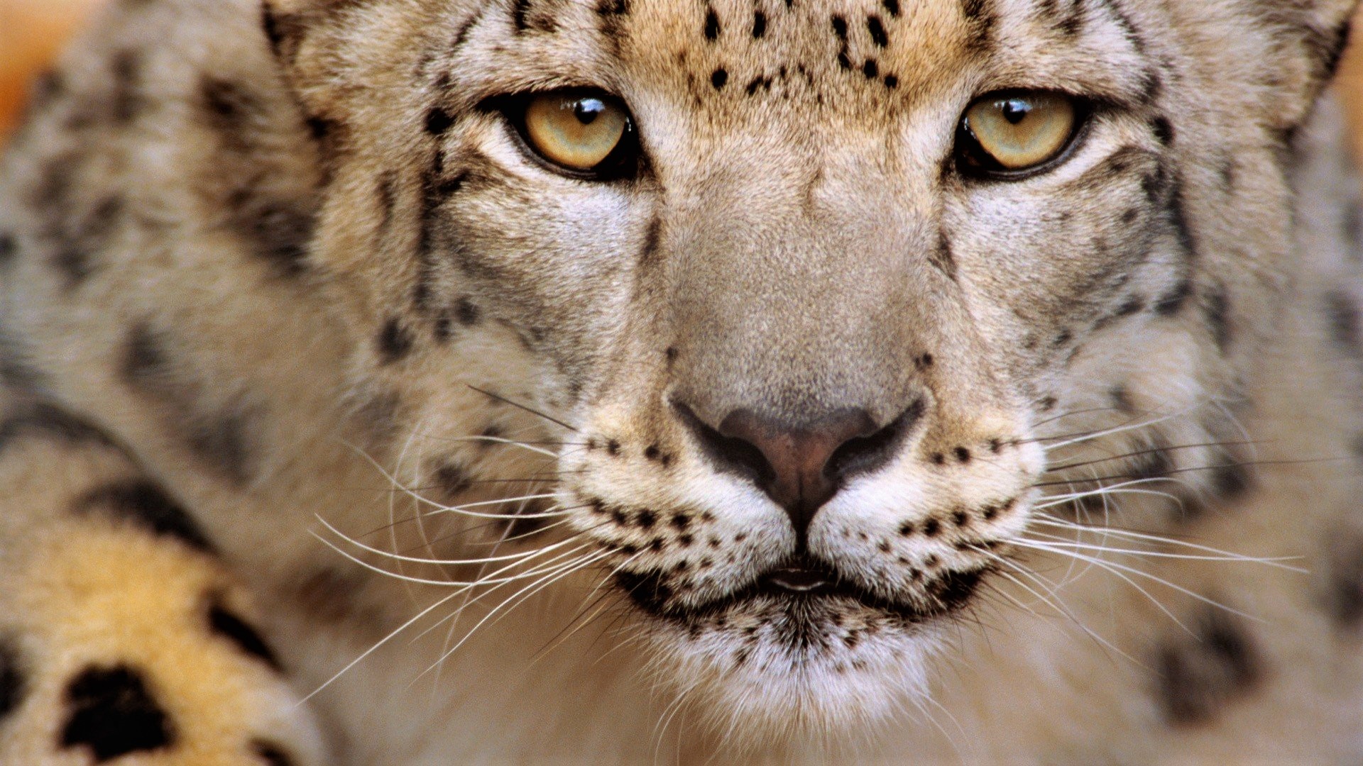 Baixar papel de parede para celular de Animais, Gatos, Fechar Se, Leopardo Das Neves, Olhar Fixamente gratuito.