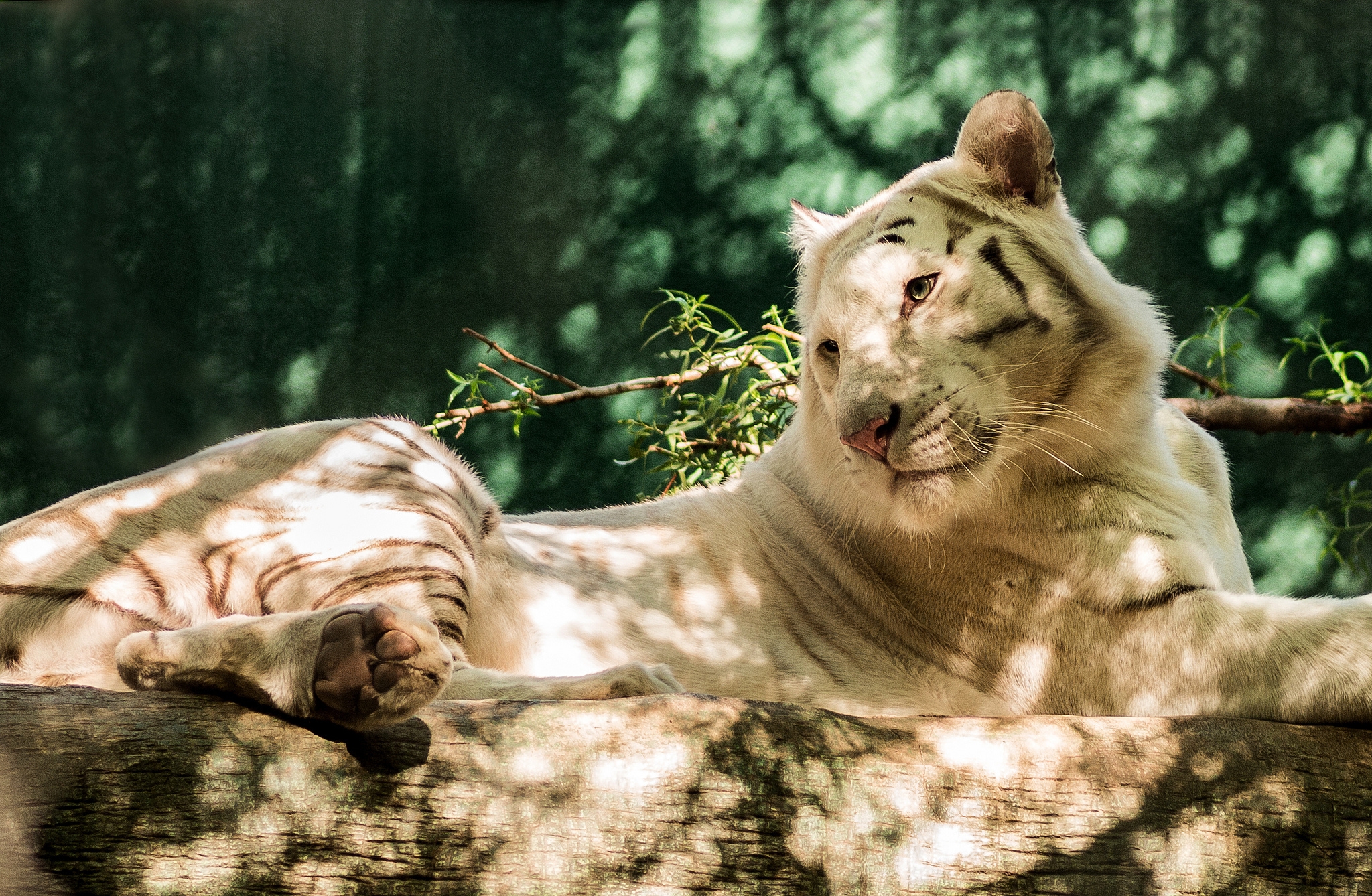 Скачать обои бесплатно Бревно, Животные, Хищник, Белый Тигр картинка на рабочий стол ПК