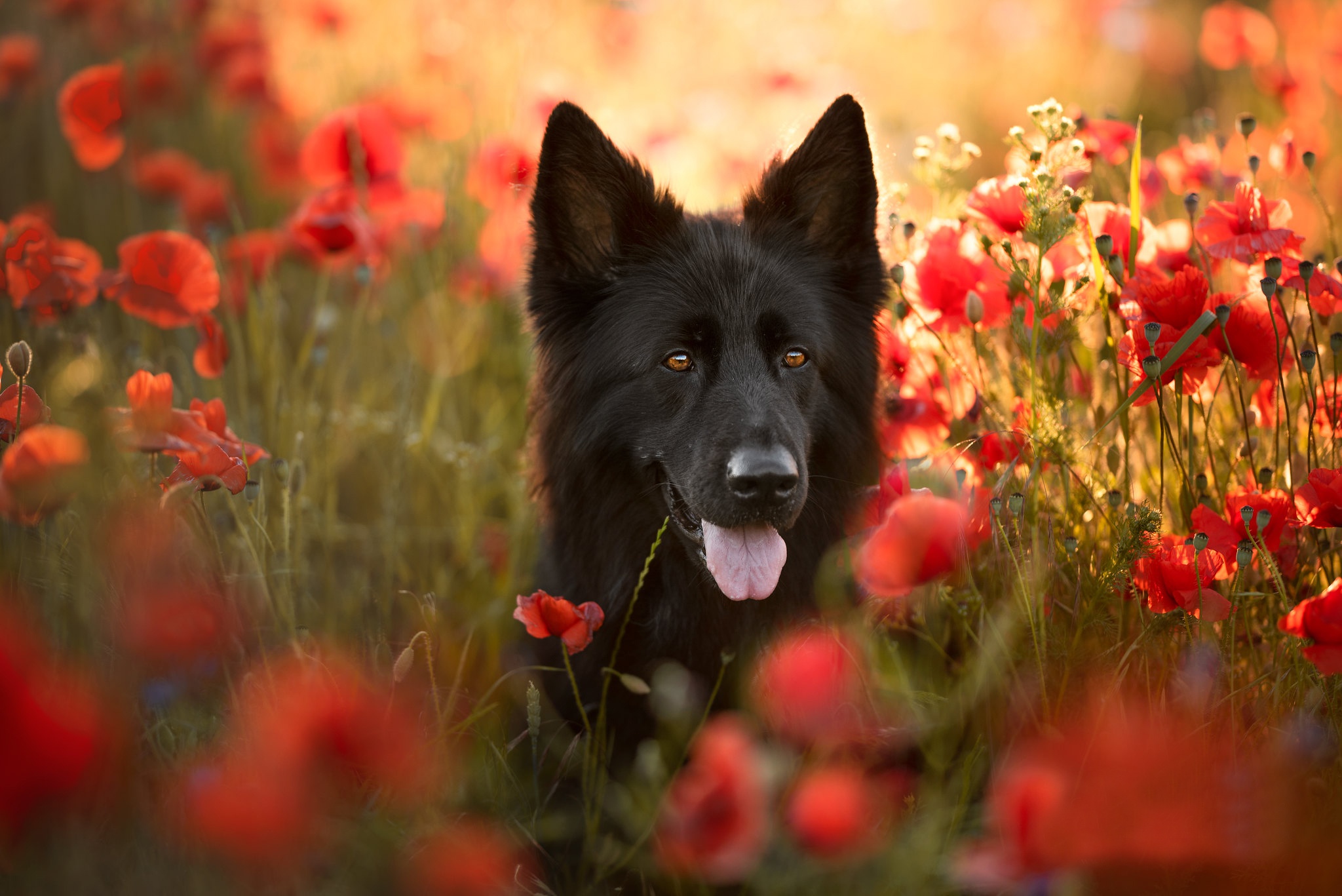 PCデスクトップに動物, ポピー, 犬, ジャーマンシェパード, 赤い花画像を無料でダウンロード