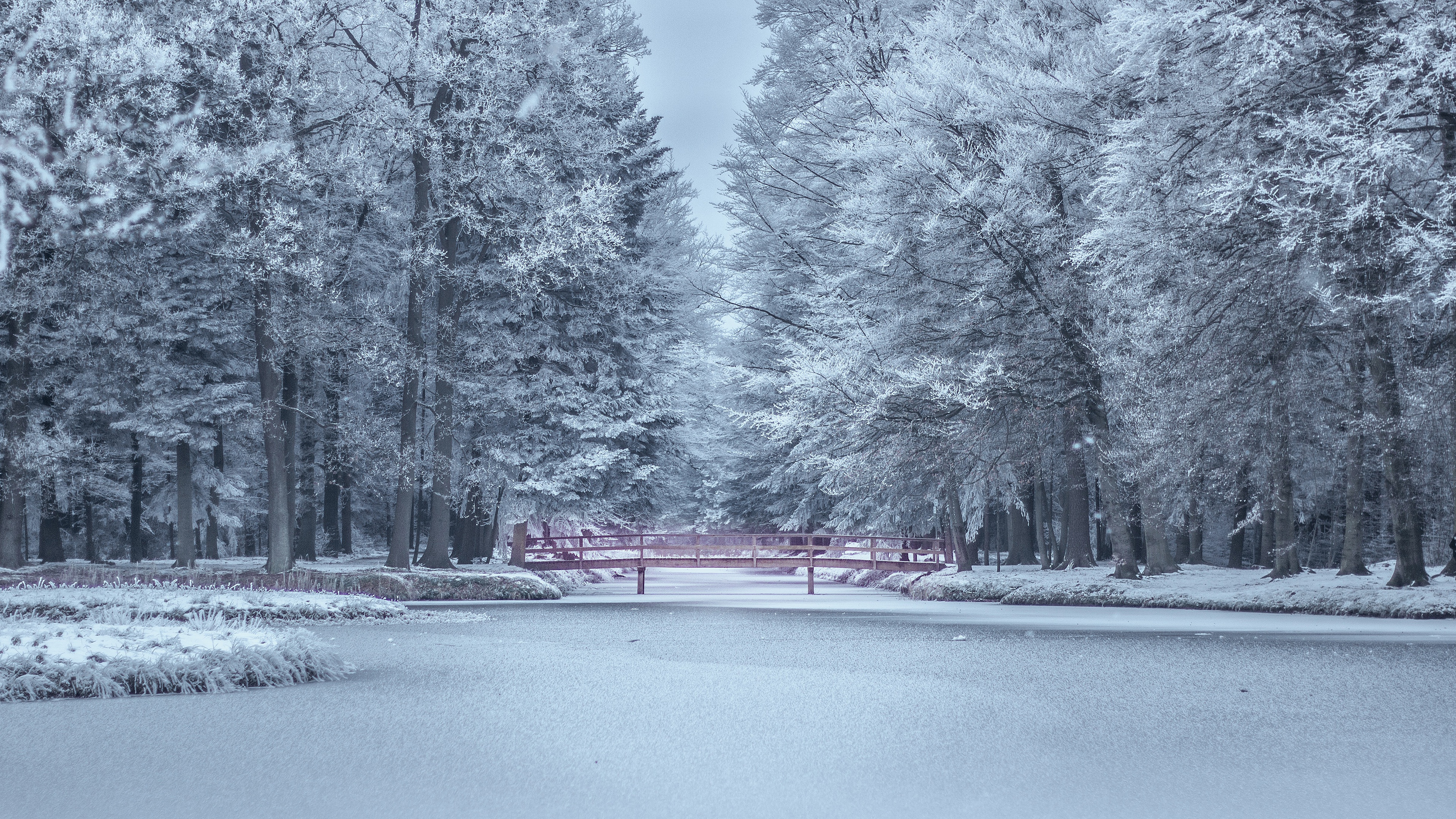 Laden Sie das Winter, Schnee, Park, Brücke, Frost, Teich, Fotografie-Bild kostenlos auf Ihren PC-Desktop herunter