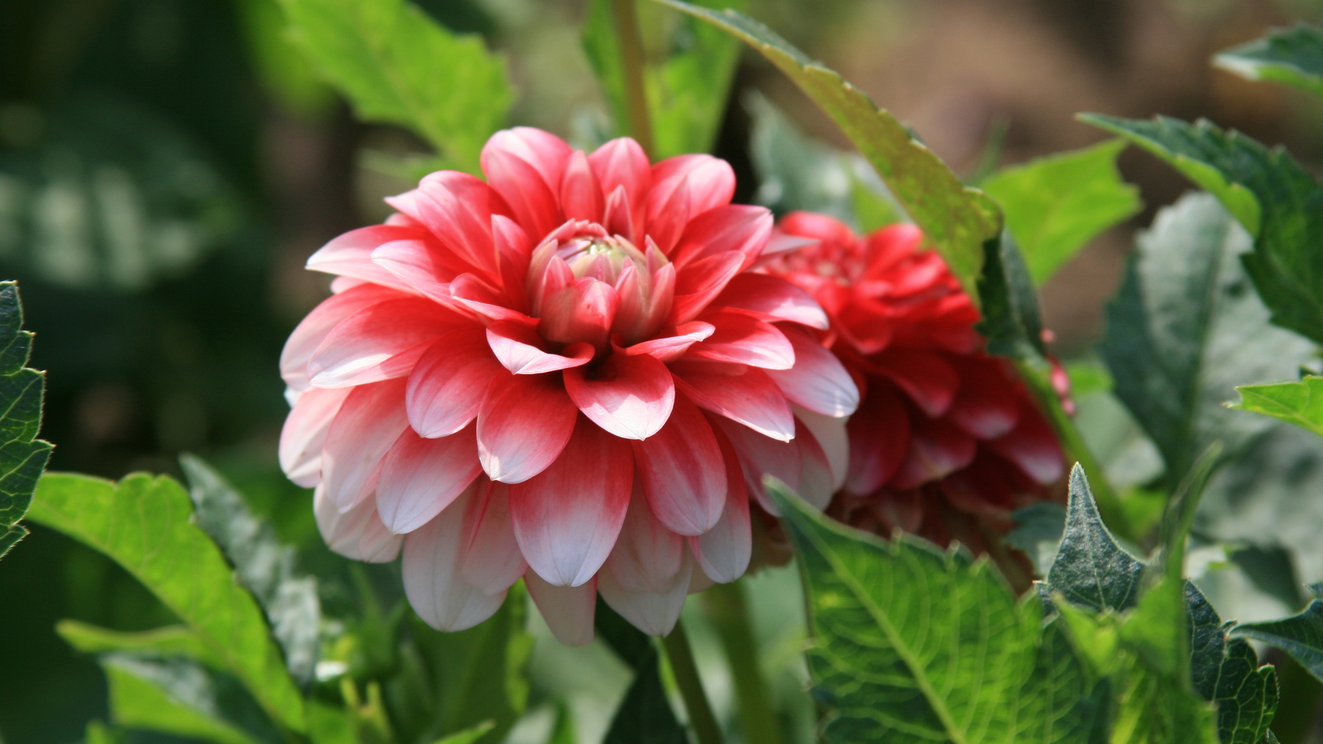 Descarga gratis la imagen Flor, Tierra/naturaleza en el escritorio de tu PC