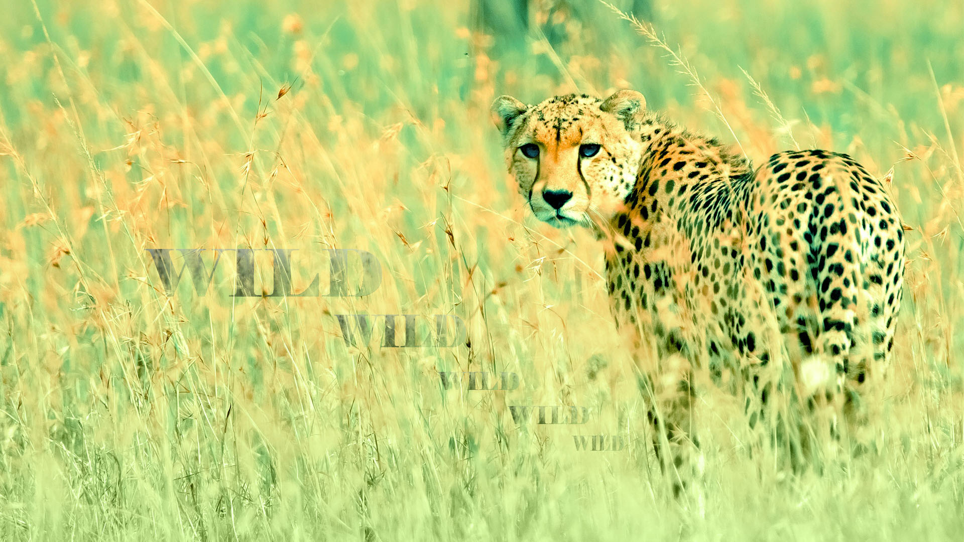 Free download wallpaper Cats, Nature, Cheetah, Animal on your PC desktop