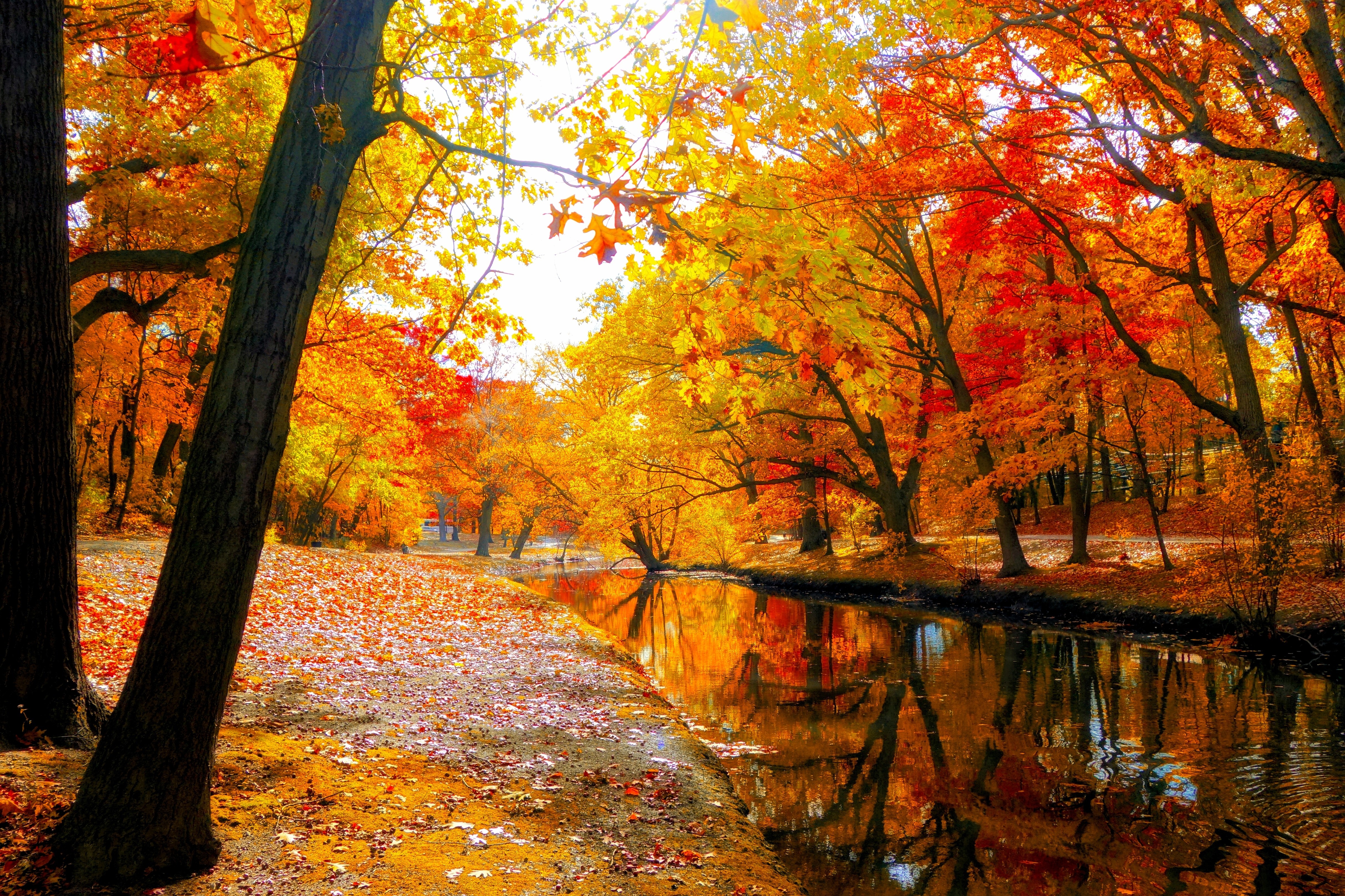 PCデスクトップに川, 木, 秋, 森, 公園, 地球画像を無料でダウンロード