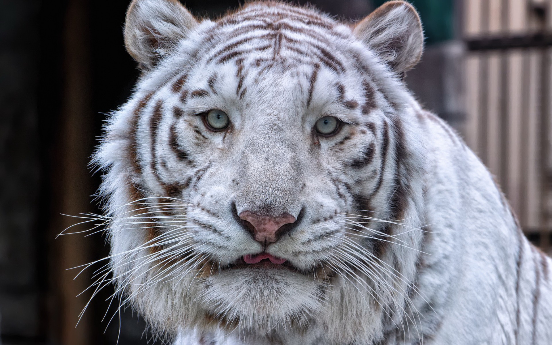 Free download wallpaper White Tiger, Cats, Animal on your PC desktop