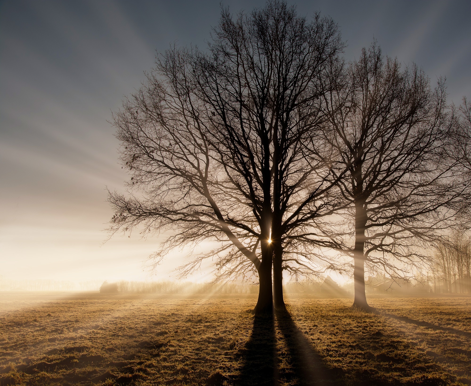 Laden Sie das Natur, Baum, Feld, Sonnenstrahl, Erde/natur-Bild kostenlos auf Ihren PC-Desktop herunter