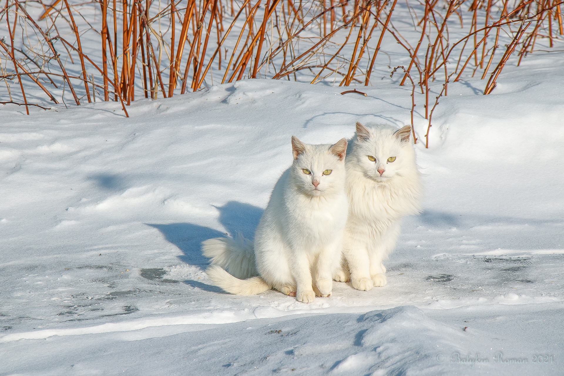 Laden Sie das Tiere, Katzen, Katze-Bild kostenlos auf Ihren PC-Desktop herunter