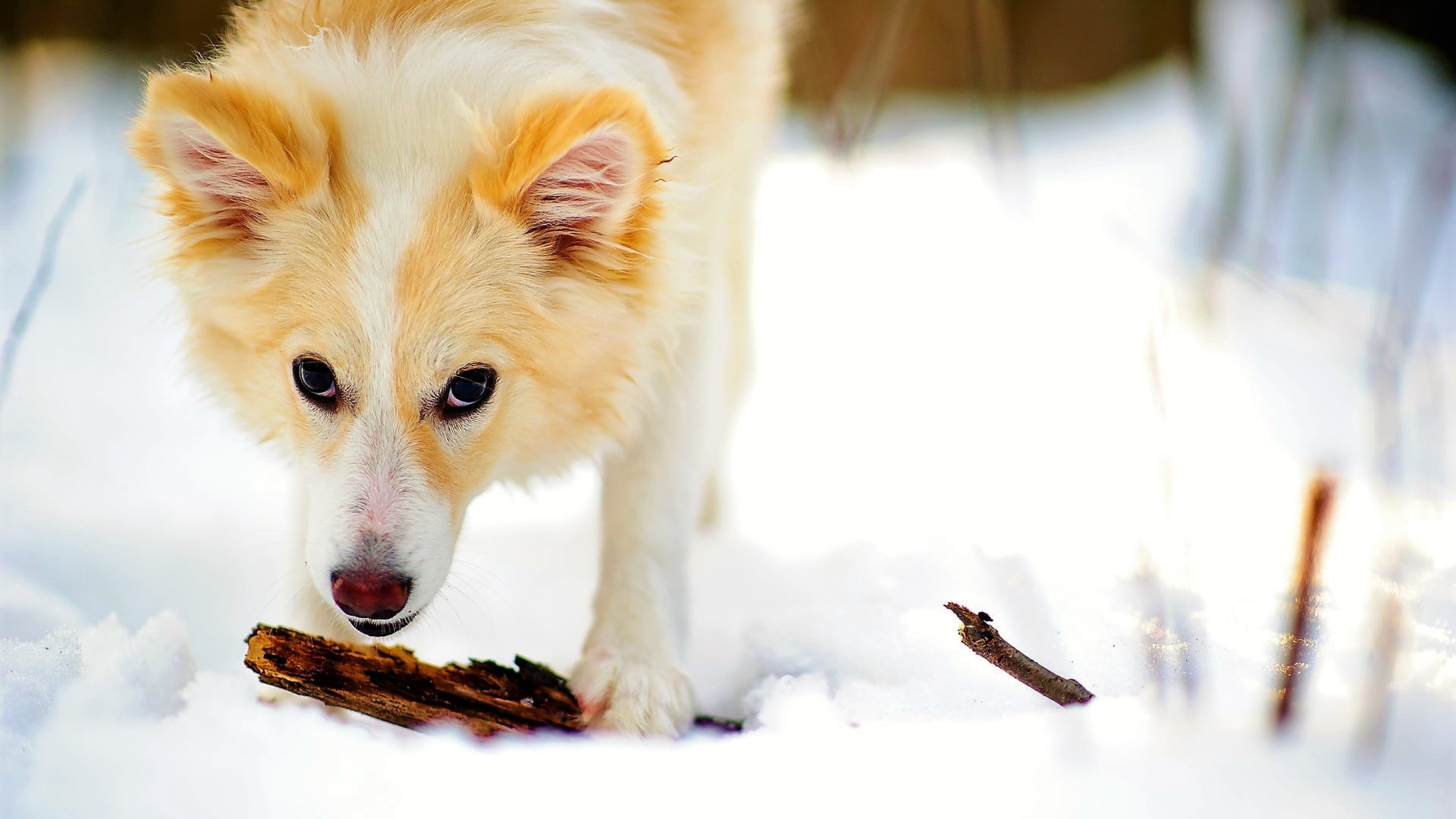 PCデスクトップに動物, 雪, 犬画像を無料でダウンロード