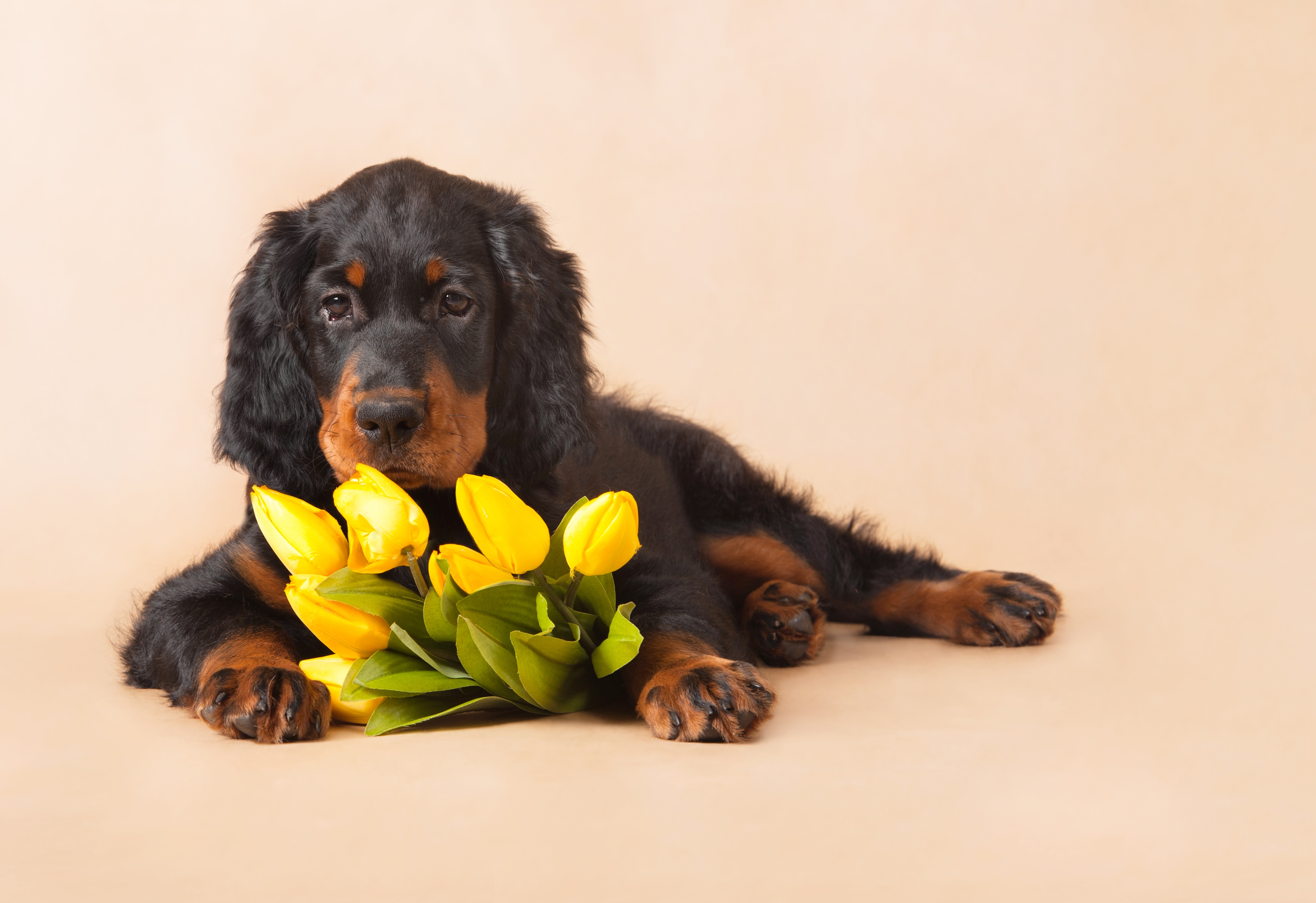Download mobile wallpaper Dogs, Spaniel, Flower, Dog, Animal, Puppy, Tulip, Baby Animal for free.