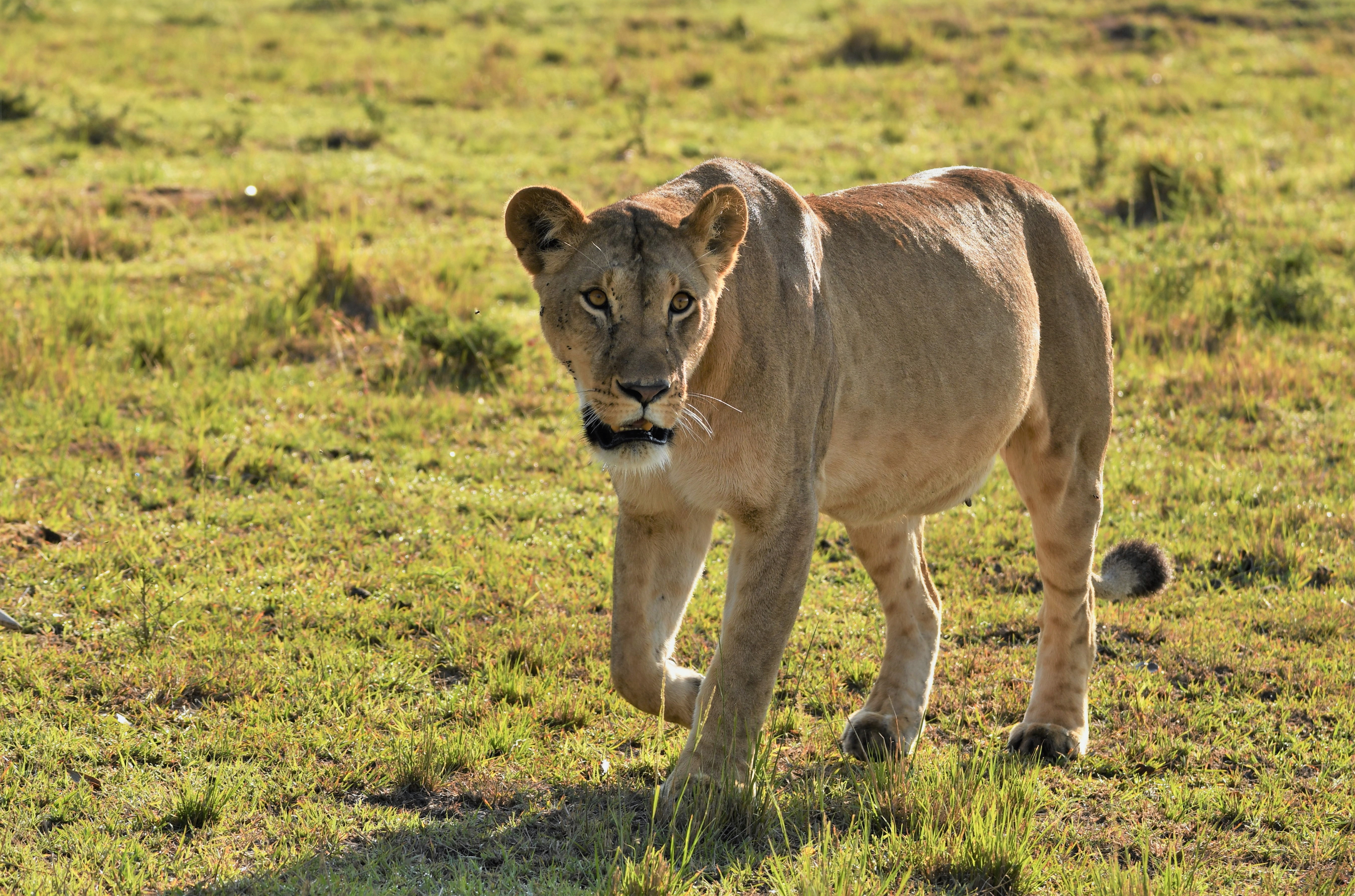 1535114 Salvapantallas y fondos de pantalla Reserva Nacional Masai Mara en tu teléfono. Descarga imágenes de  gratis