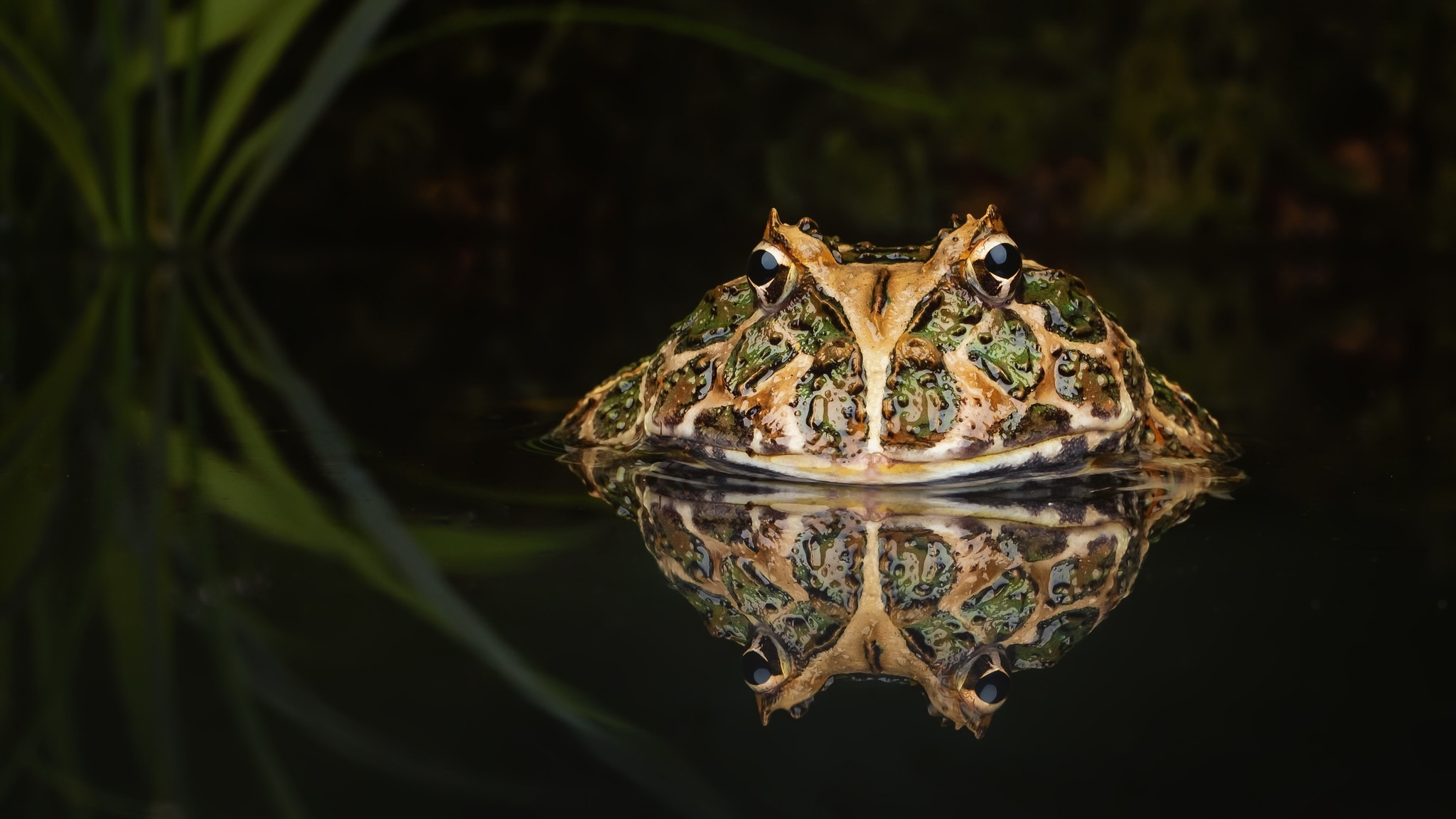 Download mobile wallpaper Frogs, Reflection, Animal, Frog, Amphibian, Devil Frog for free.
