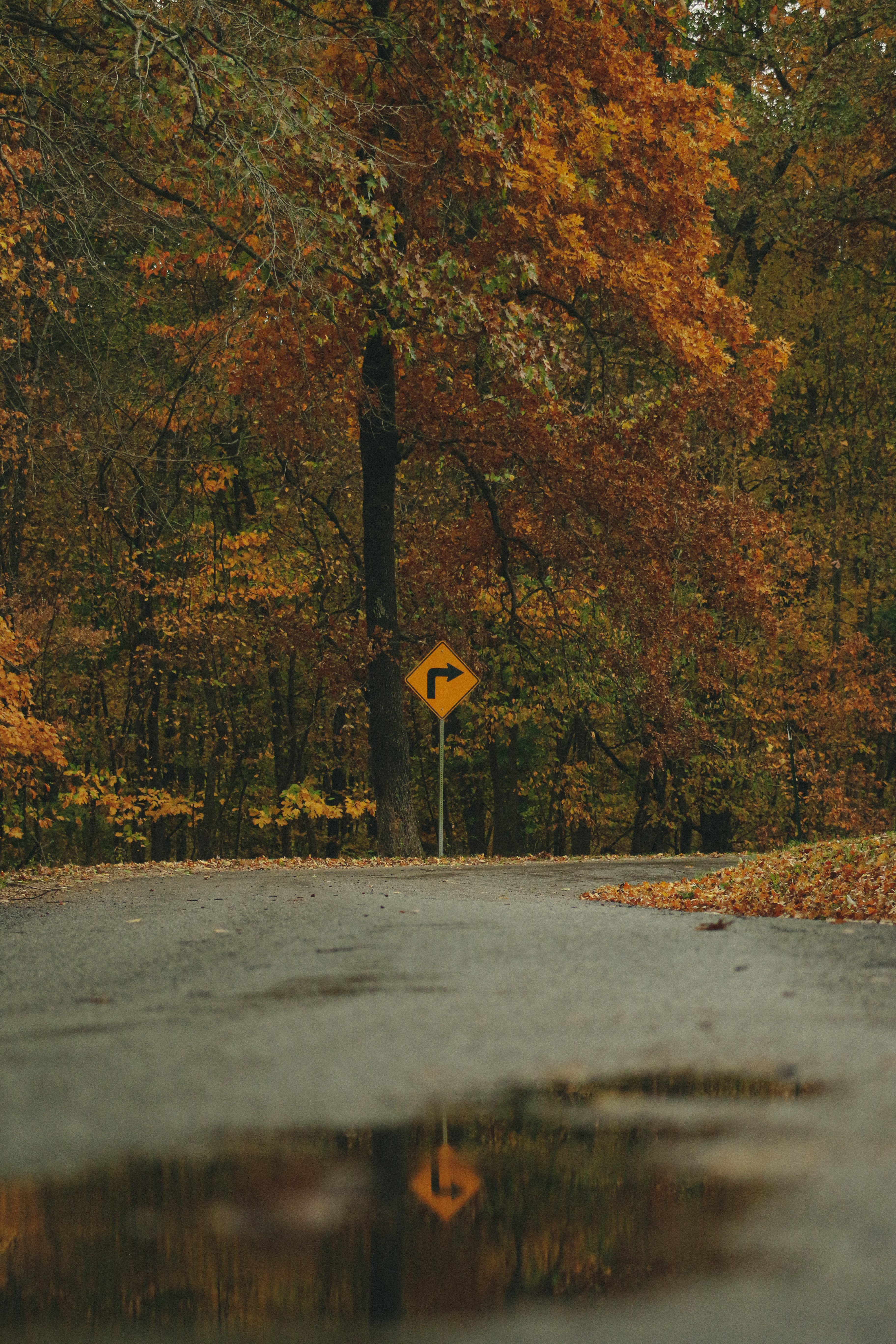 Mobile wallpaper arrow, autumn, nature, trees, forest, sign