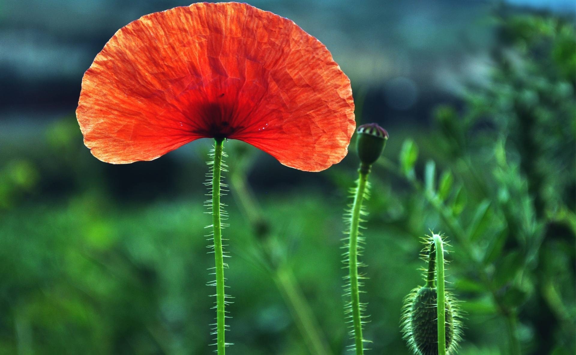 Laden Sie das Mohn, Blume, Erde/natur-Bild kostenlos auf Ihren PC-Desktop herunter