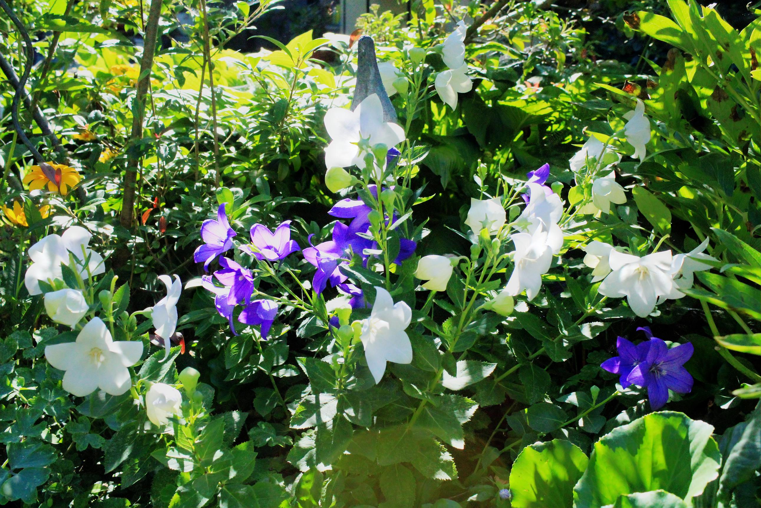 Laden Sie das Garten, Menschengemacht-Bild kostenlos auf Ihren PC-Desktop herunter