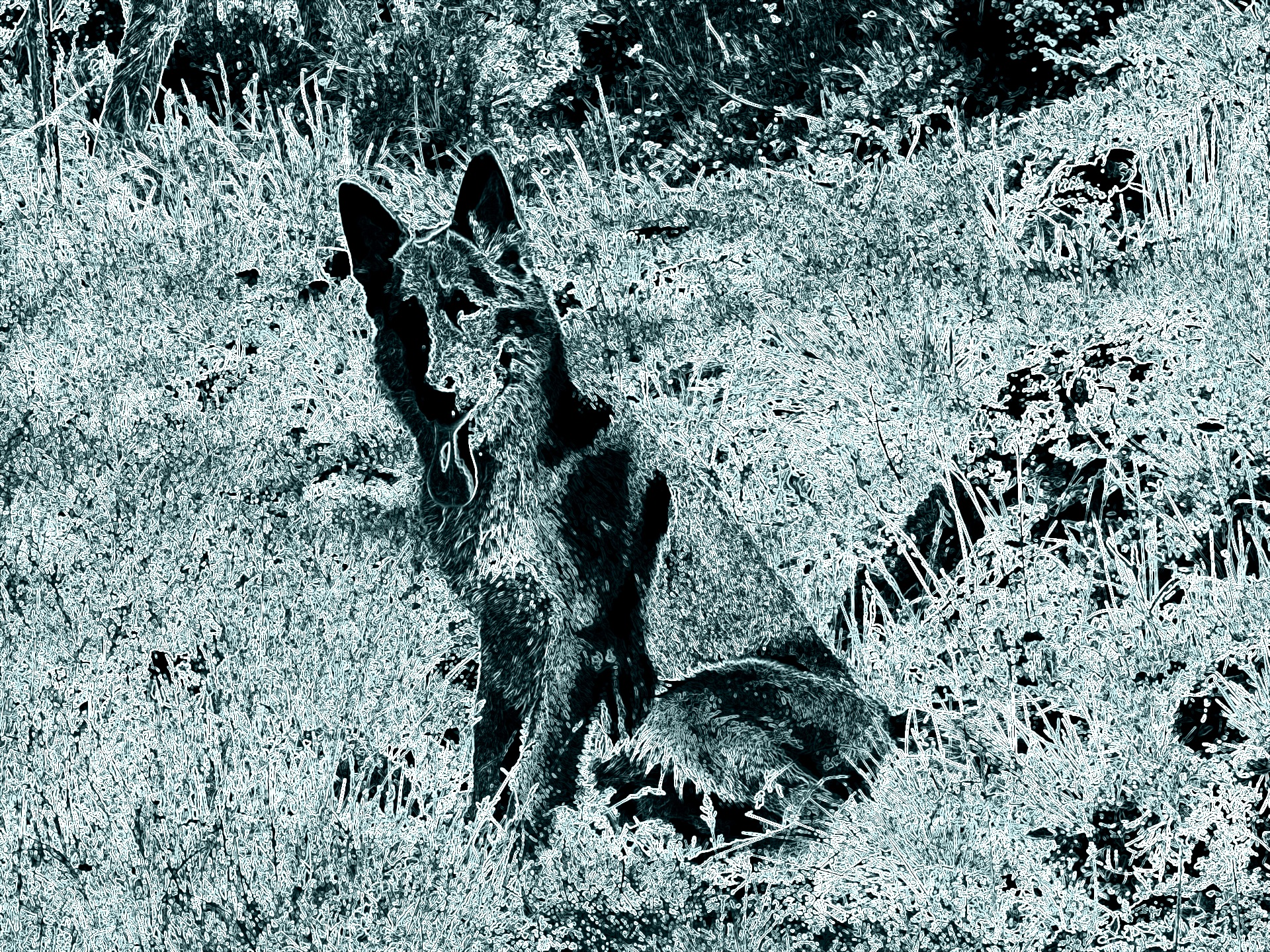 Téléchargez des papiers peints mobile Chiens, Chien, La Nature, Animaux gratuitement.