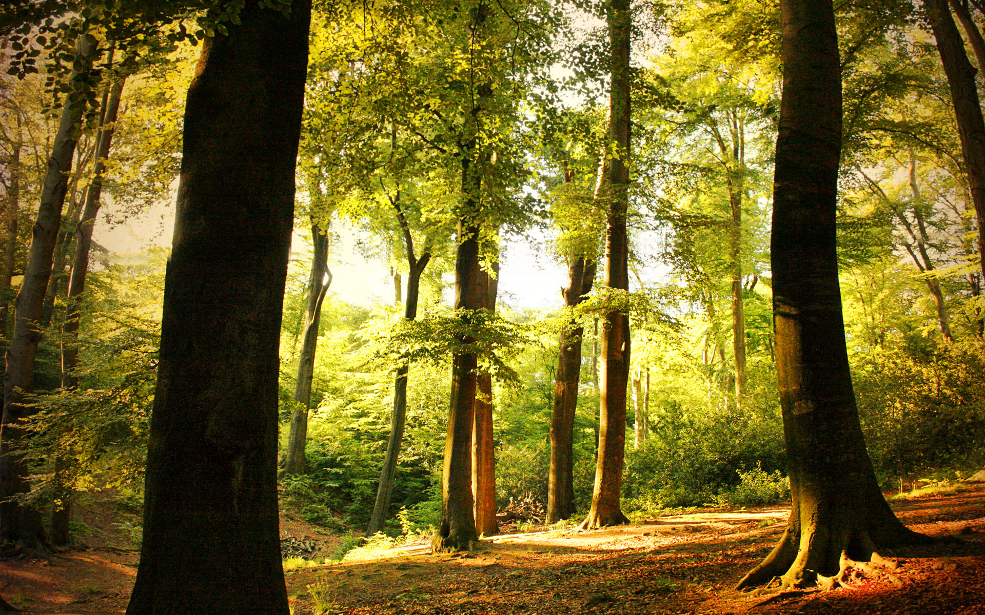 Descarga gratis la imagen Bosque, Tierra/naturaleza en el escritorio de tu PC