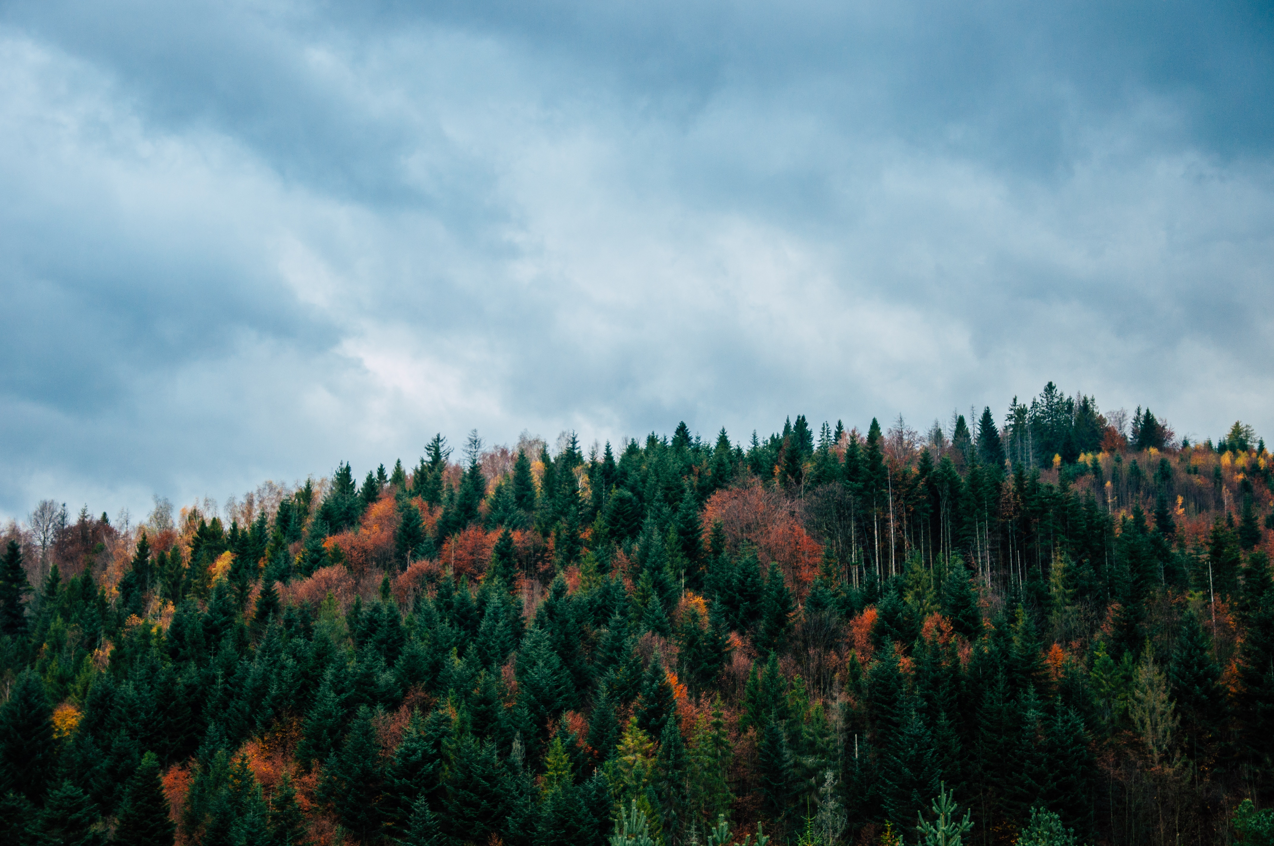 android autumn, top, nature, trees, sky, vertex