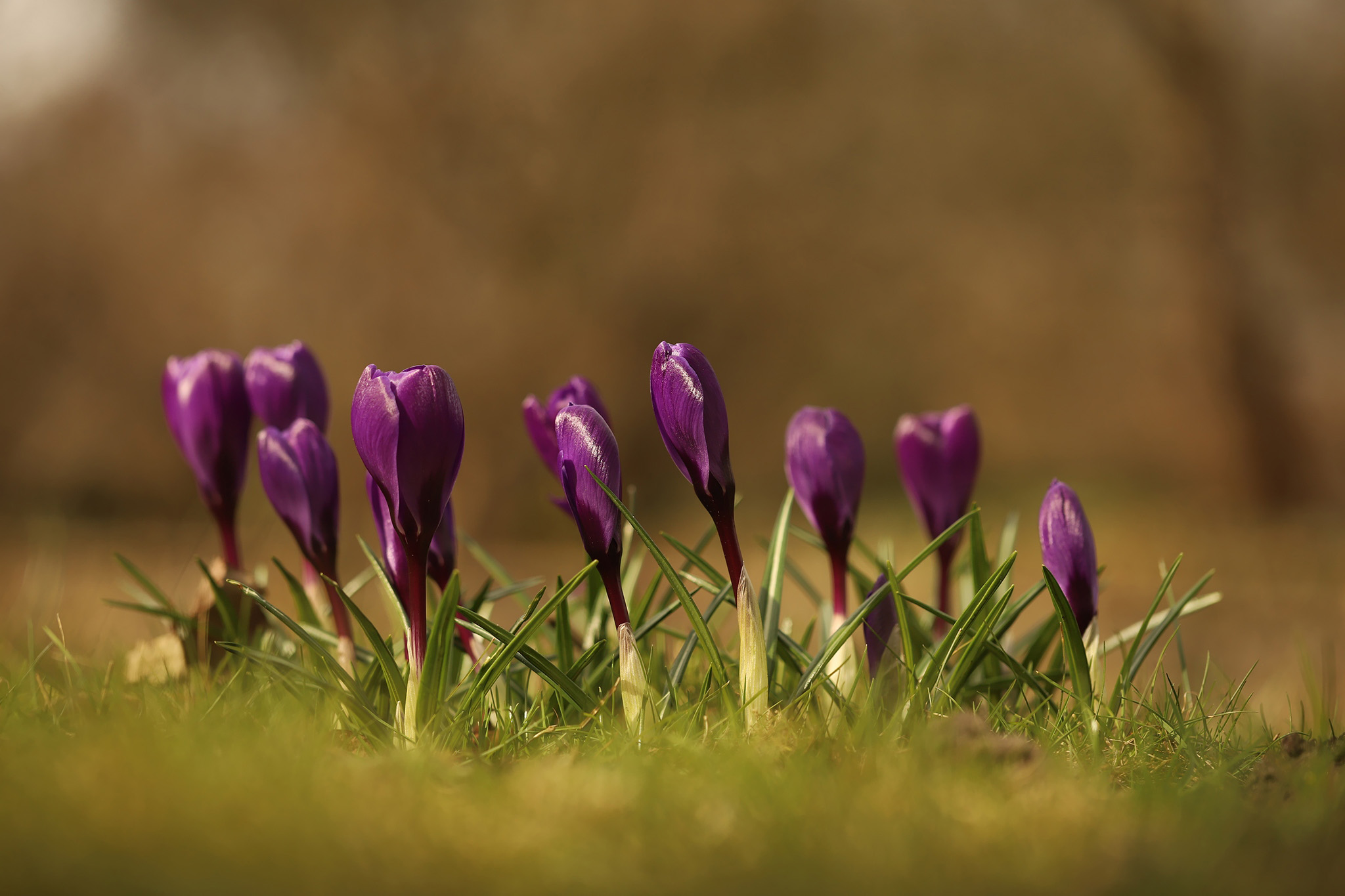 Free download wallpaper Flowers, Earth, Crocus on your PC desktop