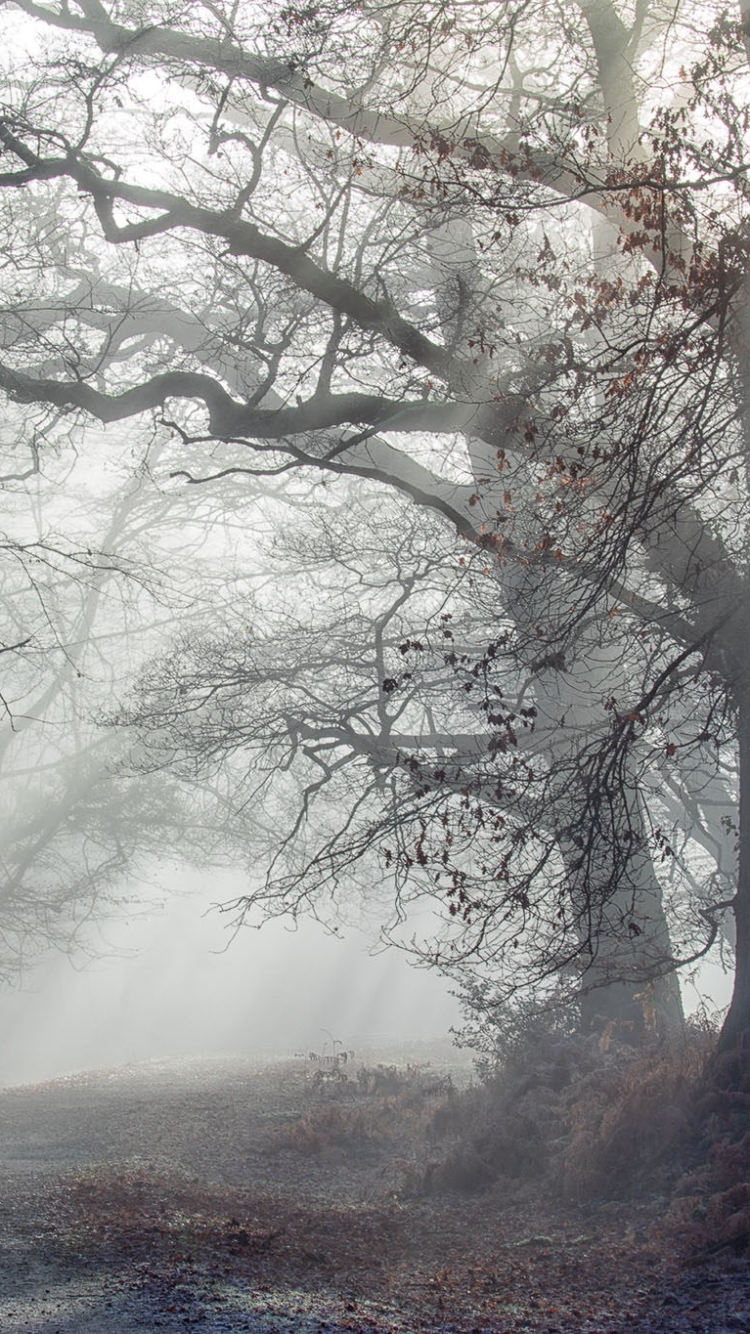 Handy-Wallpaper Natur, Baum, Nebel, Sonnenstrahl, Erde/natur, Sonnenbohne kostenlos herunterladen.