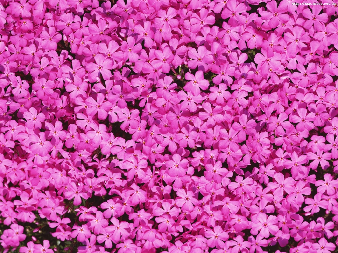 plants, flowers, violet High Definition image