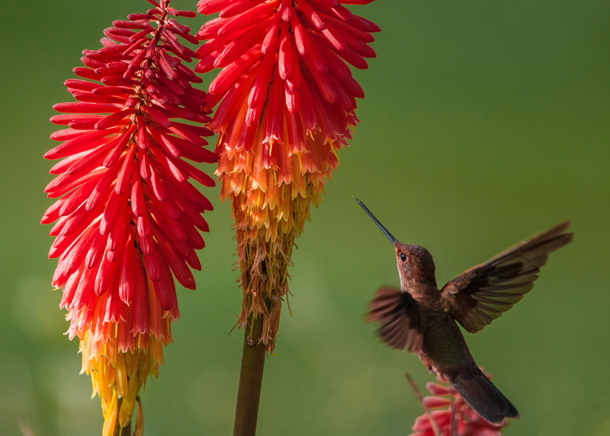 Handy-Wallpaper Kolibri, Vögel, Tiere kostenlos herunterladen.