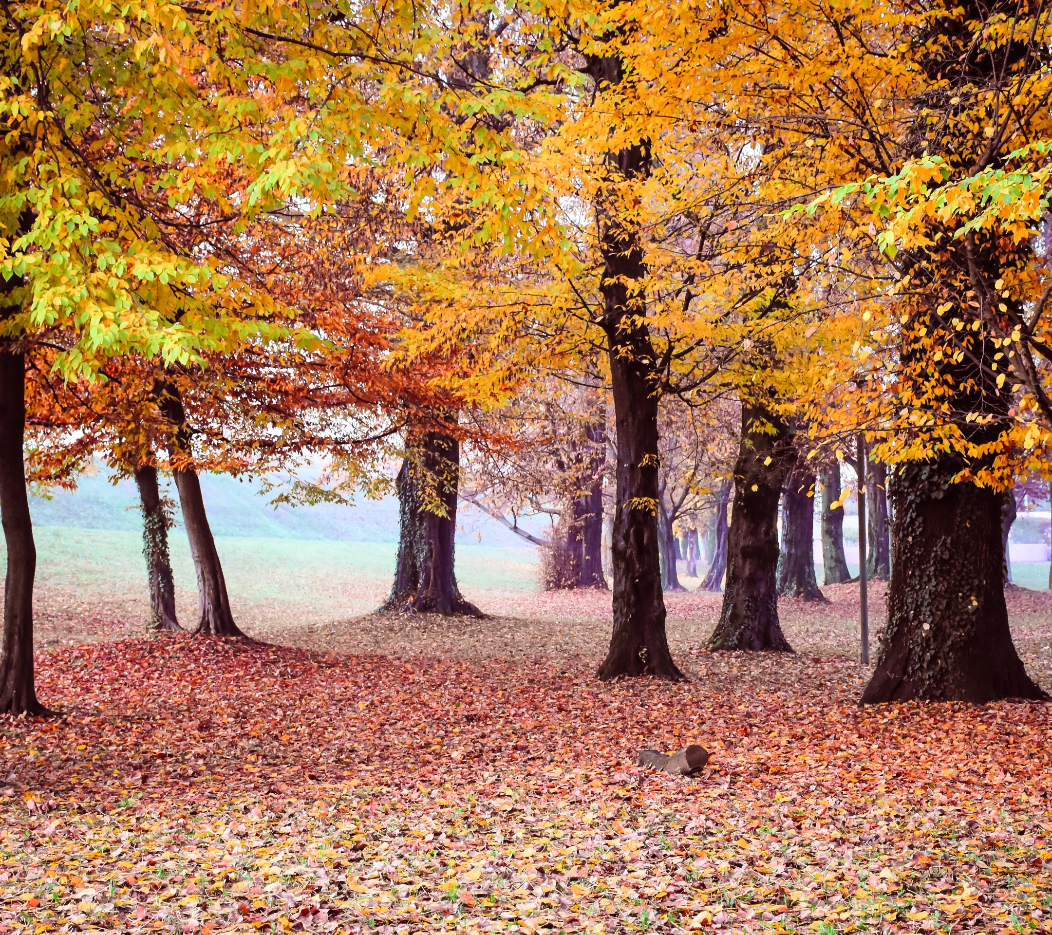Handy-Wallpaper Natur, Herbst, Park, Baum, Nebel, Fotografie kostenlos herunterladen.